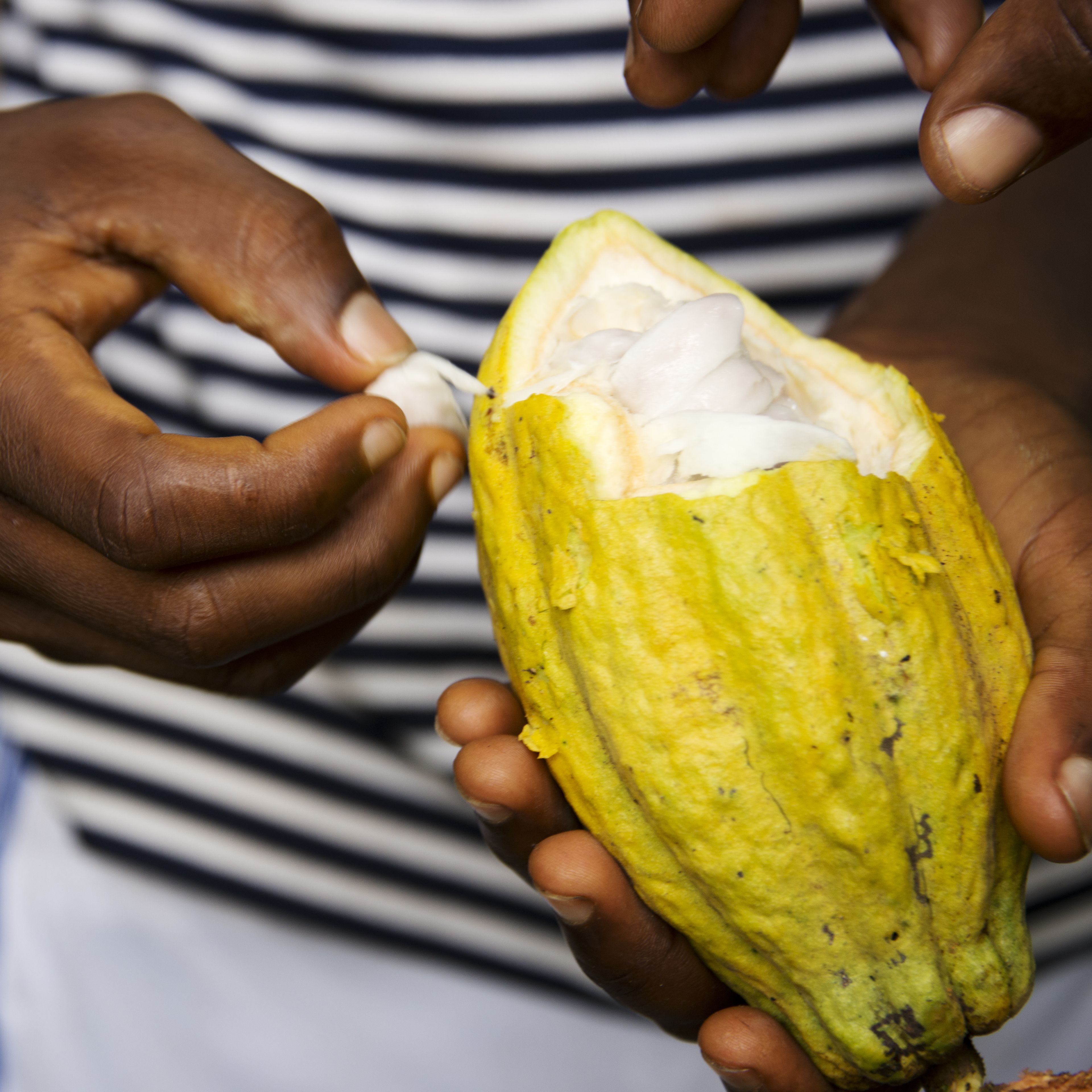 A person holding and opening a fresh cocoa pod, revealing its white, fleshy pulp-covered seeds. The hands are carefully extracting a seed, showcasing the process of handling cacao. The person is wearing a striped shirt.