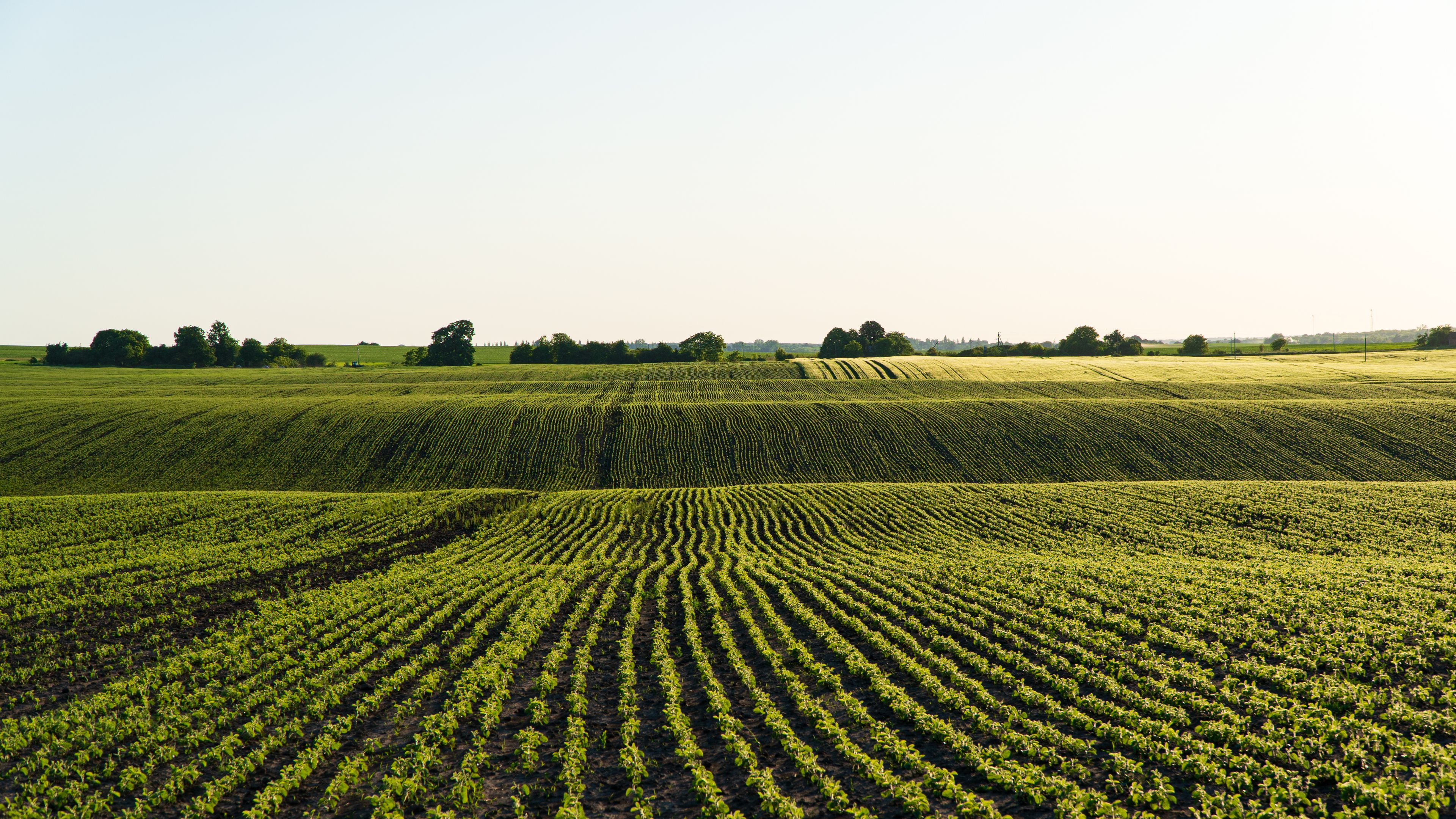 A wide field with rows of green crops growing in evenly spaced lines. The landscape stretches into the distance under a clear sky, with trees visible on the horizon. The sunlight casts a gentle glow over the scene.