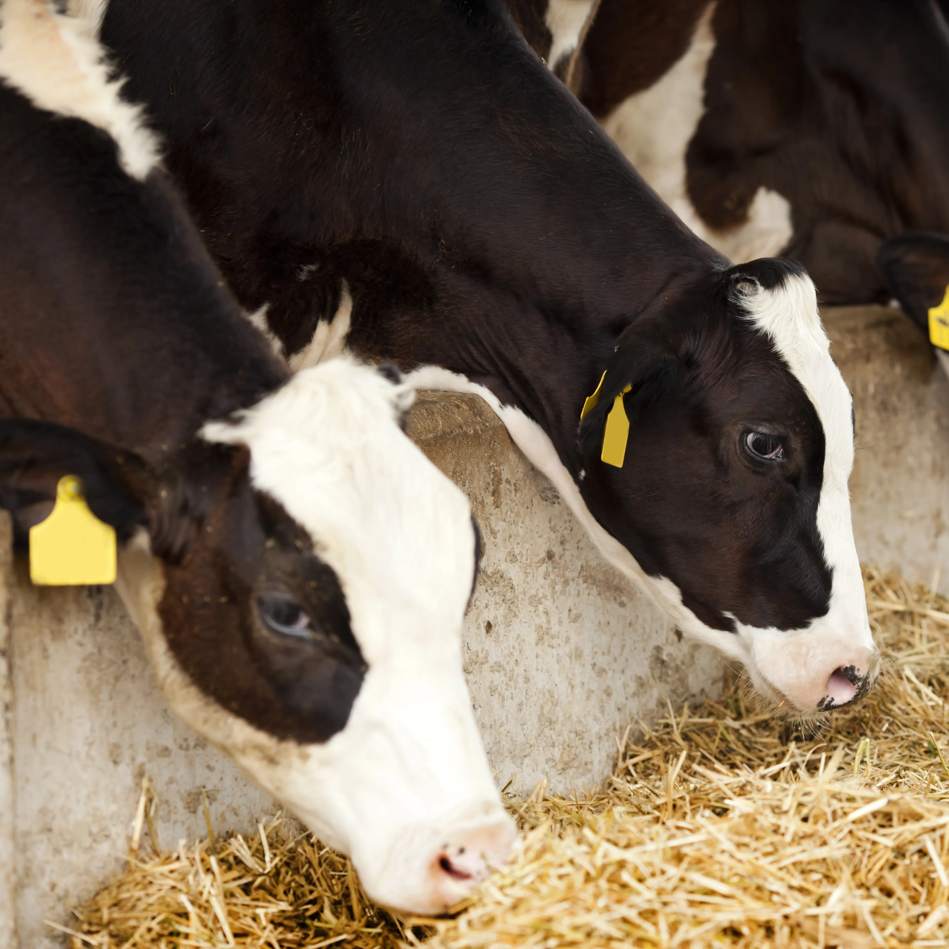 Several black-and-white cows in a row eating hay from a trough inside a barn. Each cow has a yellow ear tag for identification. The setting is clean and appears to be a managed farm environment.