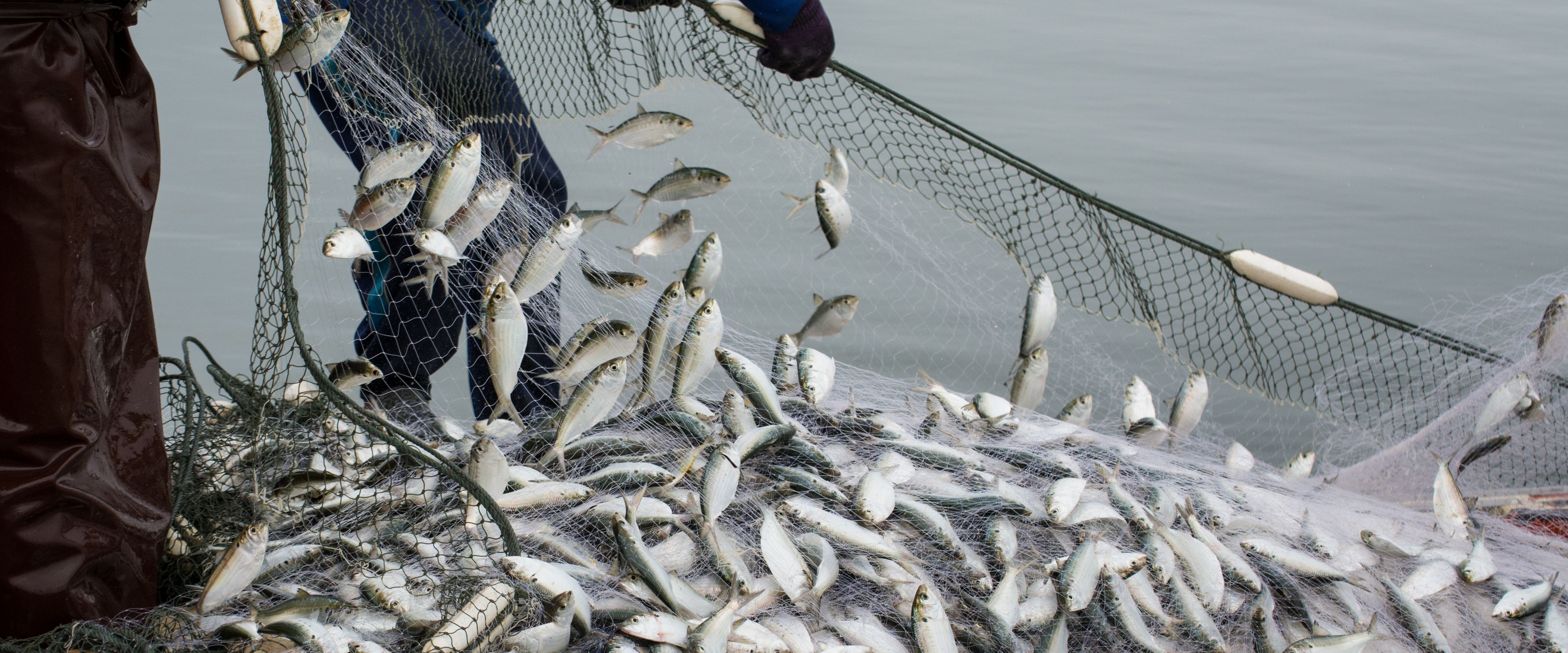 Two people are pulling a fishing net filled with a large number of small fish from the water. The net is wet and partially lifted, with fish visibly flopping. The water in the background appears calm.