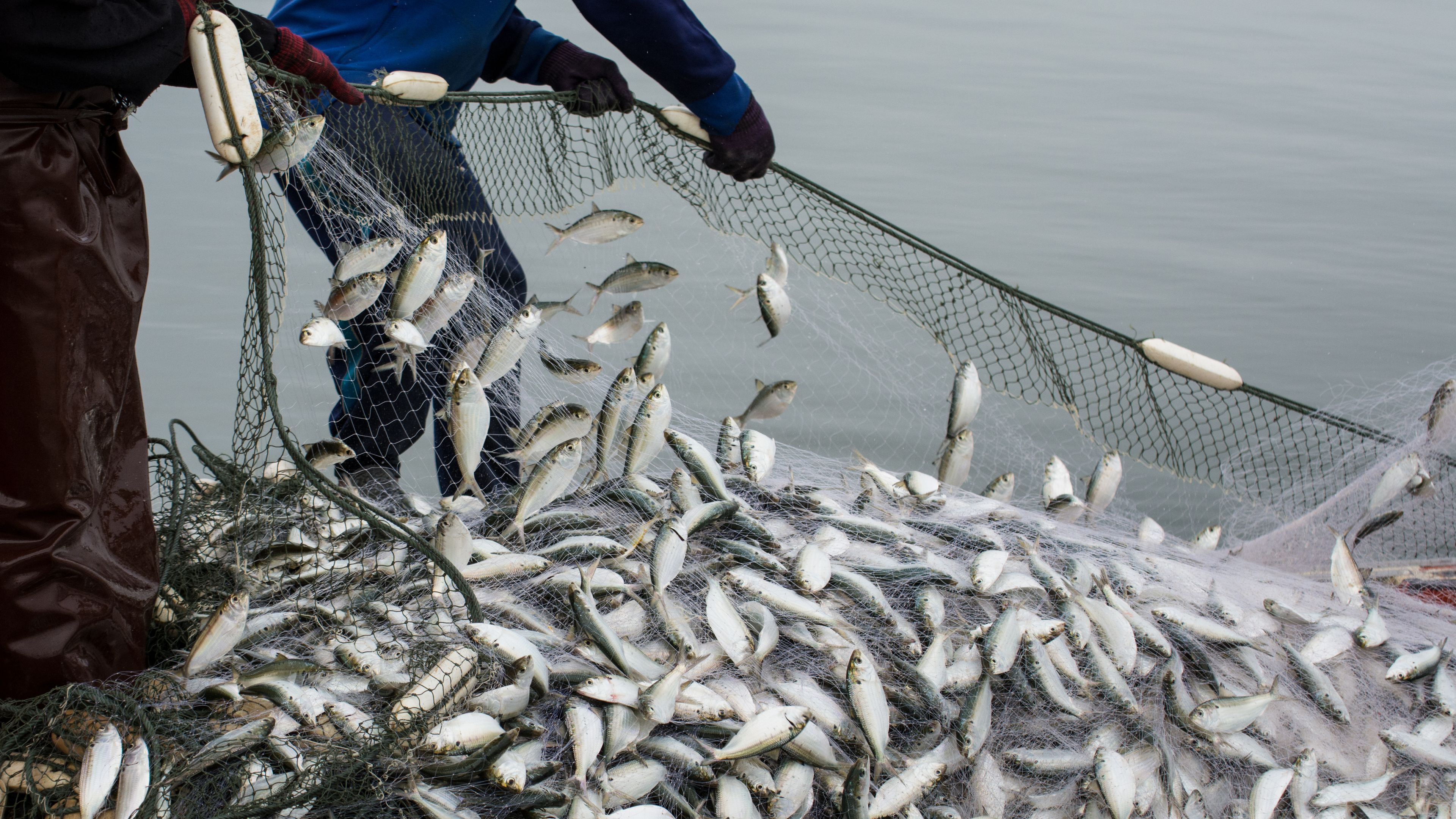 Two people are pulling a fishing net filled with a large number of small fish from the water. The net is wet and partially lifted, with fish visibly flopping. The water in the background appears calm.