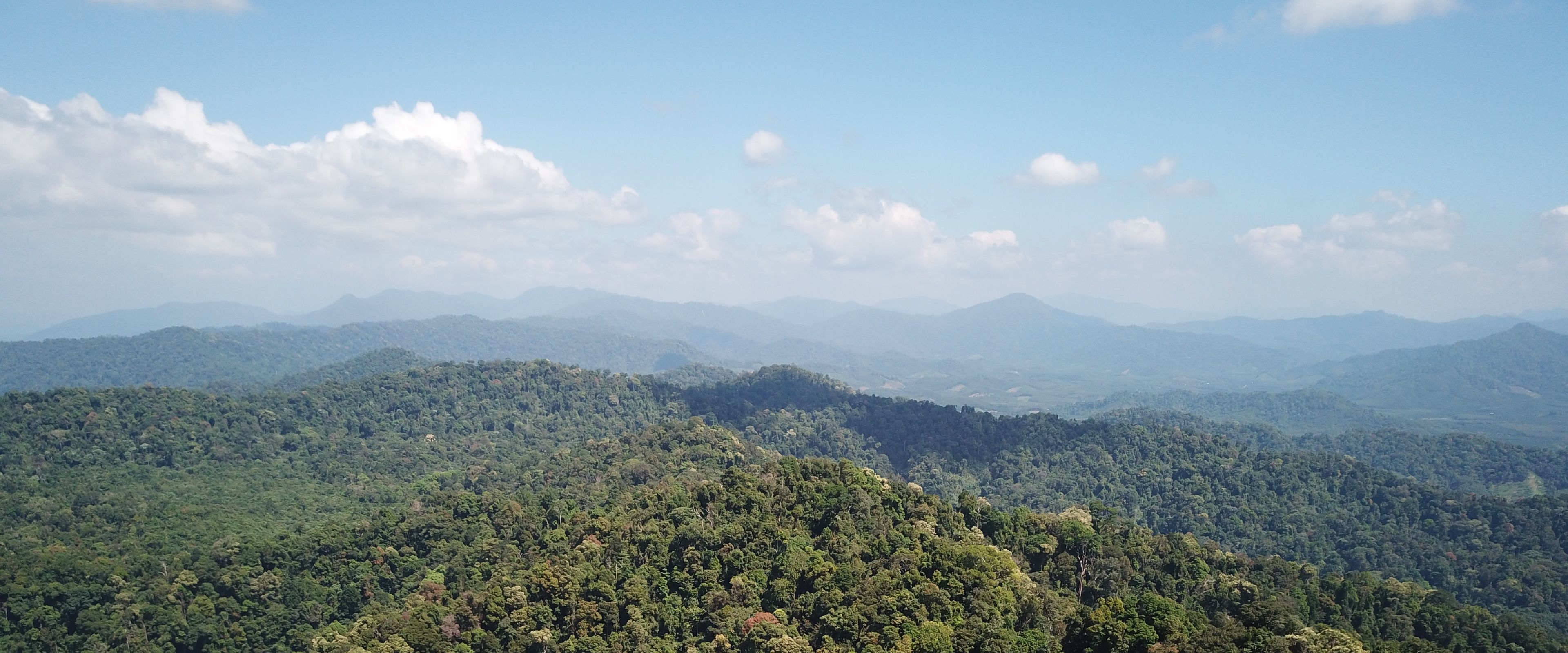 Aerial view of a lush rainforest stretching across rolling hills under a vibrant blue sky with scattered white clouds. The dense greenery showcases a variety of trees and vegetation. Distant mountain ranges are visible on the horizon.