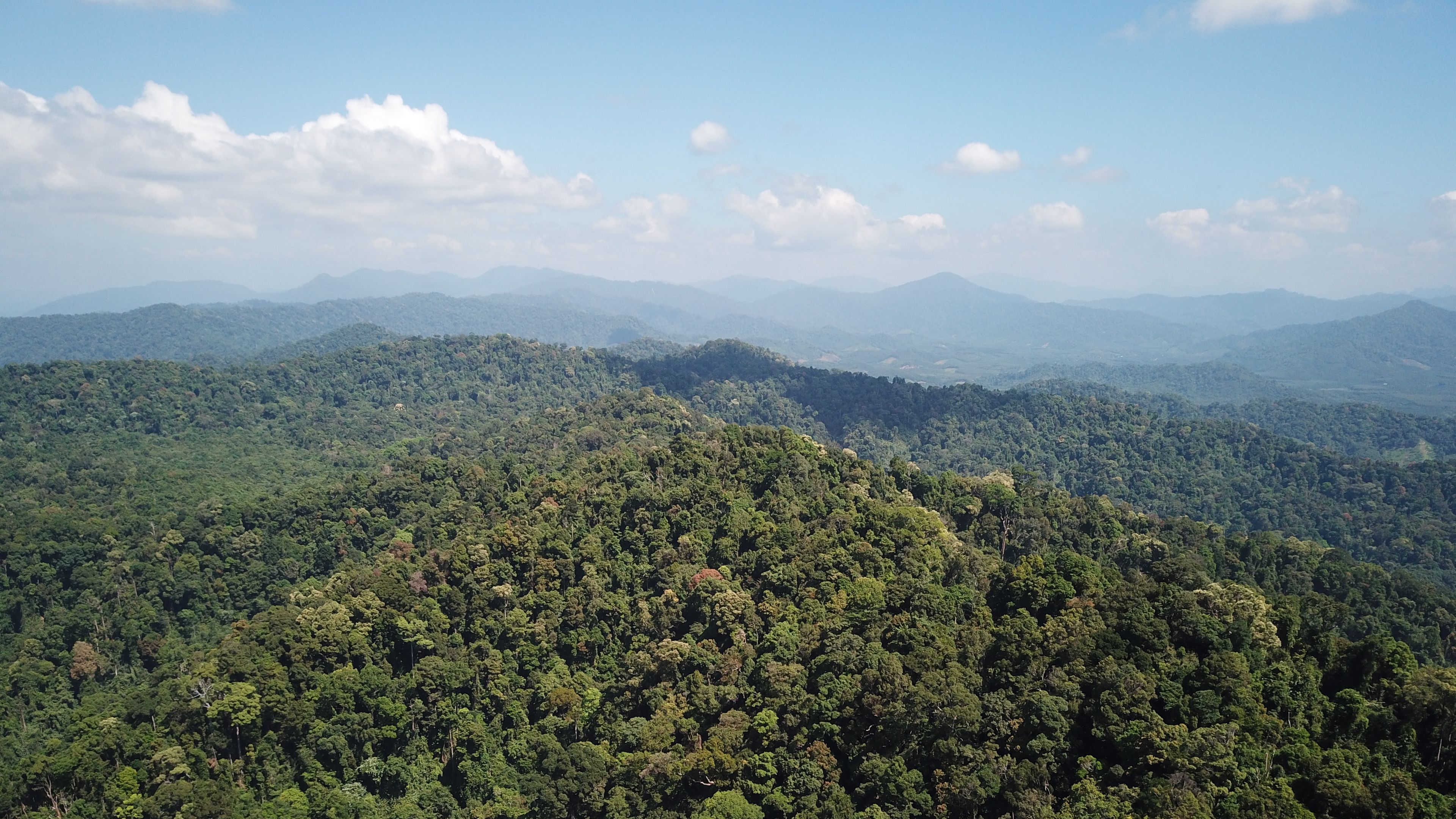 Aerial view of a lush rainforest stretching across rolling hills under a vibrant blue sky with scattered white clouds. The dense greenery showcases a variety of trees and vegetation. Distant mountain ranges are visible on the horizon.