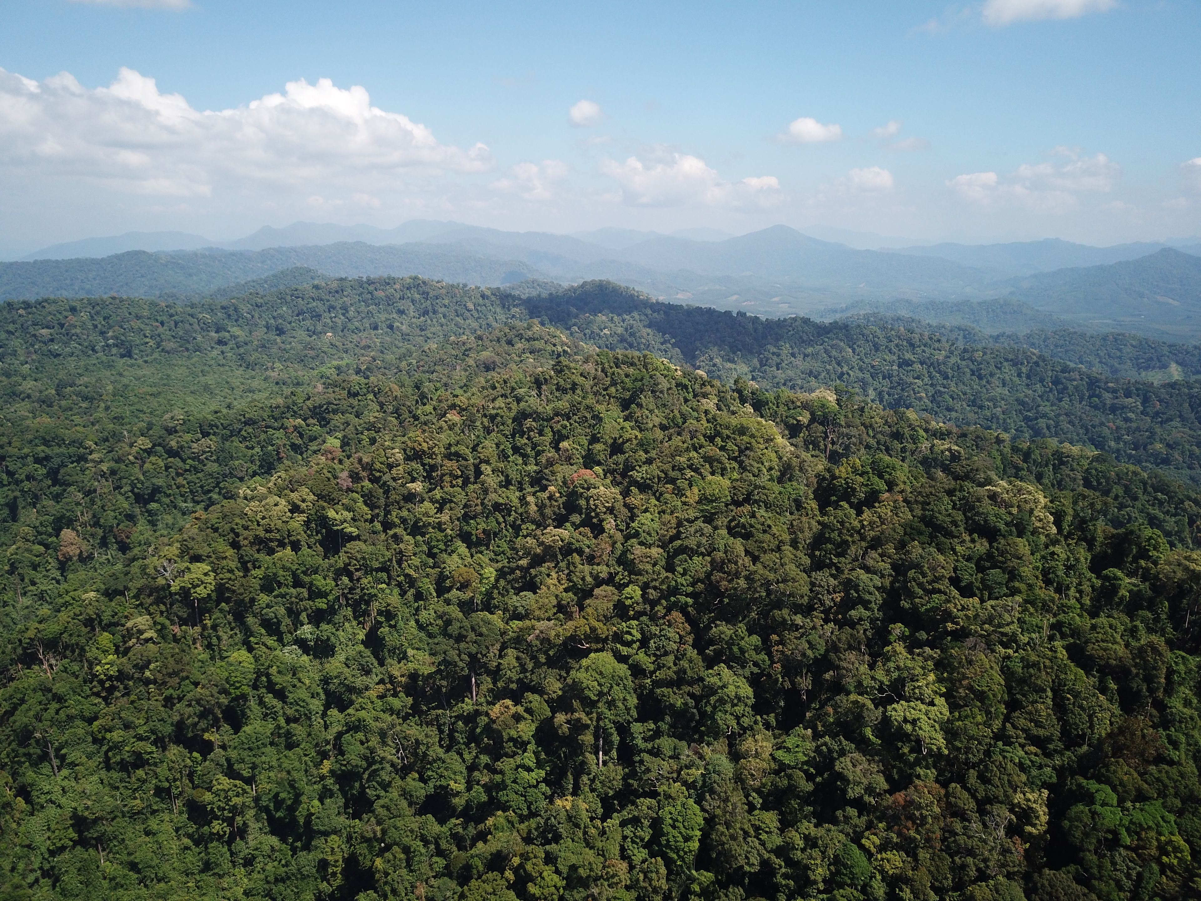 Aerial view of a lush rainforest stretching across rolling hills under a vibrant blue sky with scattered white clouds. The dense greenery showcases a variety of trees and vegetation. Distant mountain ranges are visible on the horizon.