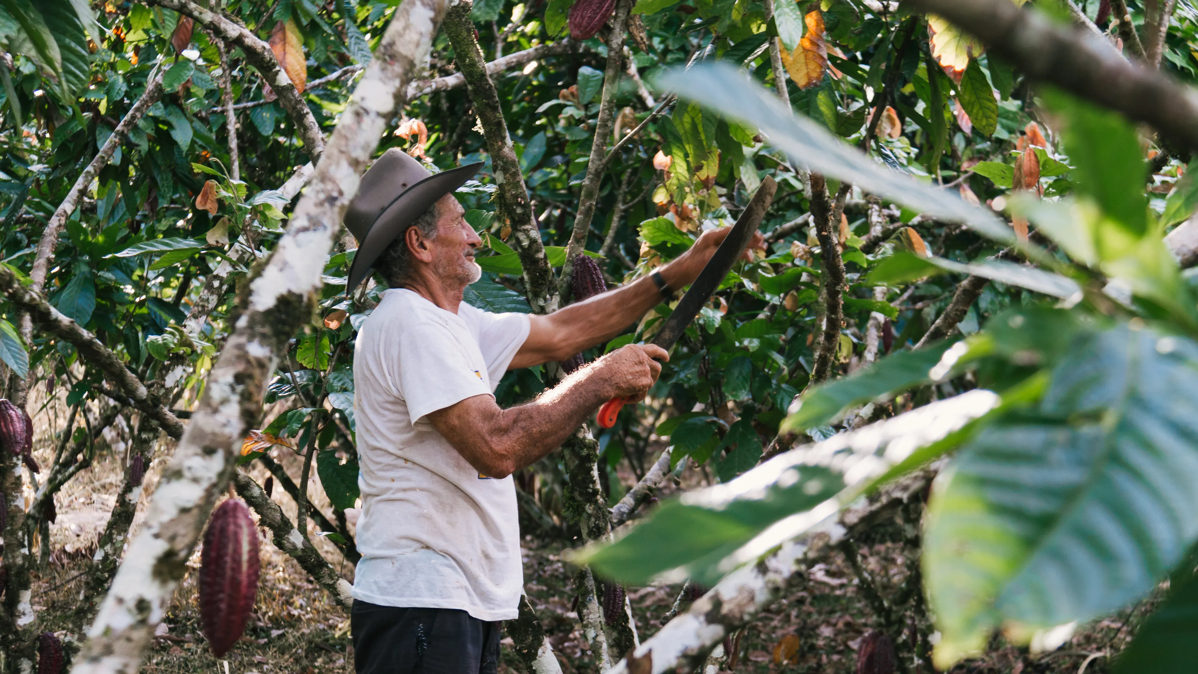 A man wearing a hat and a white shirt is harvesting cacao pods from a tree in a lush plantation. The surrounding area is filled with green leaves and cacao pods in various stages of ripeness. The scene reflects an agricultural setting.