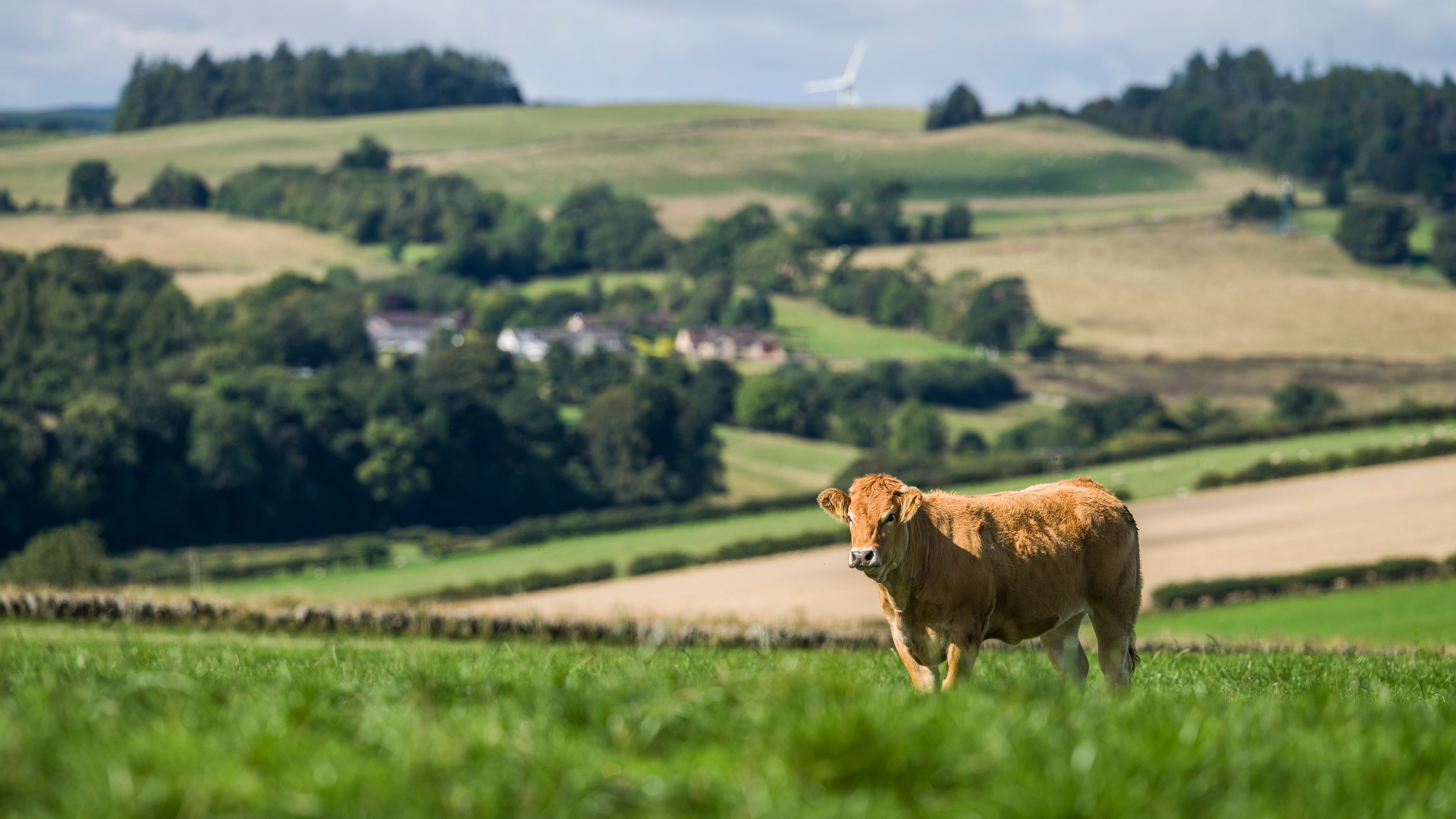 A lone cow stands in a lush green field under a partially cloudy sky. Rolling hills, scattered trees, and a wind turbine can be seen in the background. A small cluster of homes is nestled among the countryside.