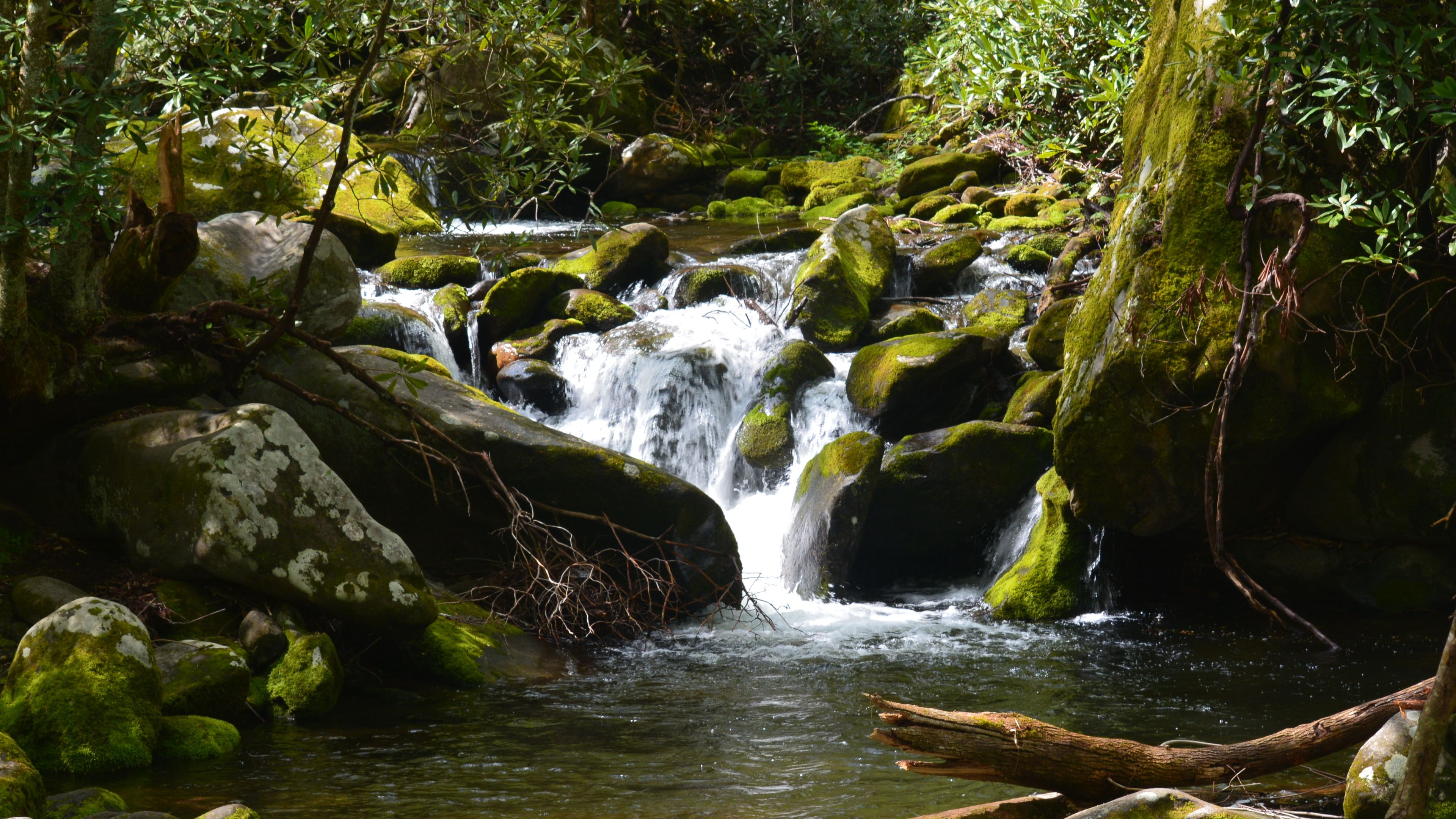 A serene stream flows through a rocky forest landscape, surrounded by moss-covered stones and lush greenery. The water cascades gently over the rocks, creating small waterfalls. Fallen branches lie near the water, adding to the natural charm.