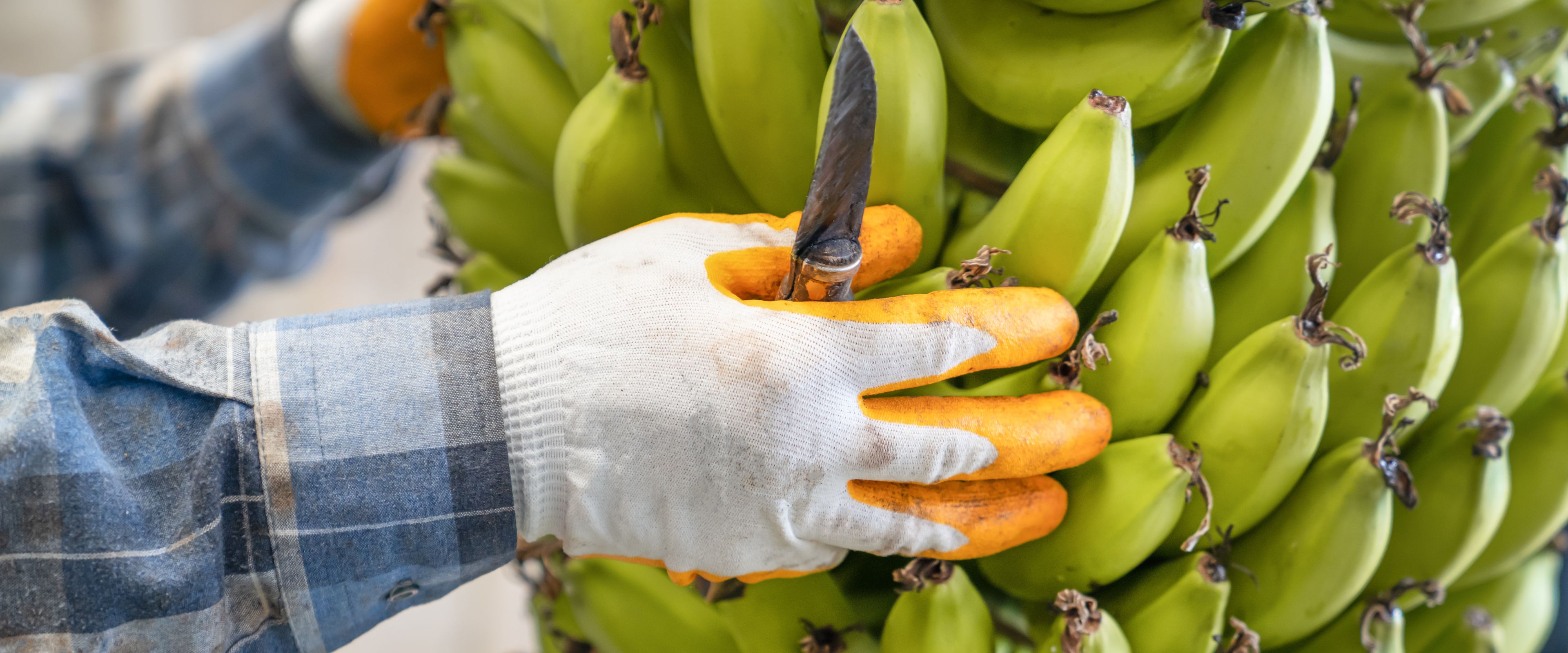 A worker wearing gloves and a plaid shirt is harvesting green bananas from a large bunch using a knife. The bananas are clustered tightly together and appear unripe. The scene emphasizes the agricultural process of banana harvesting.
