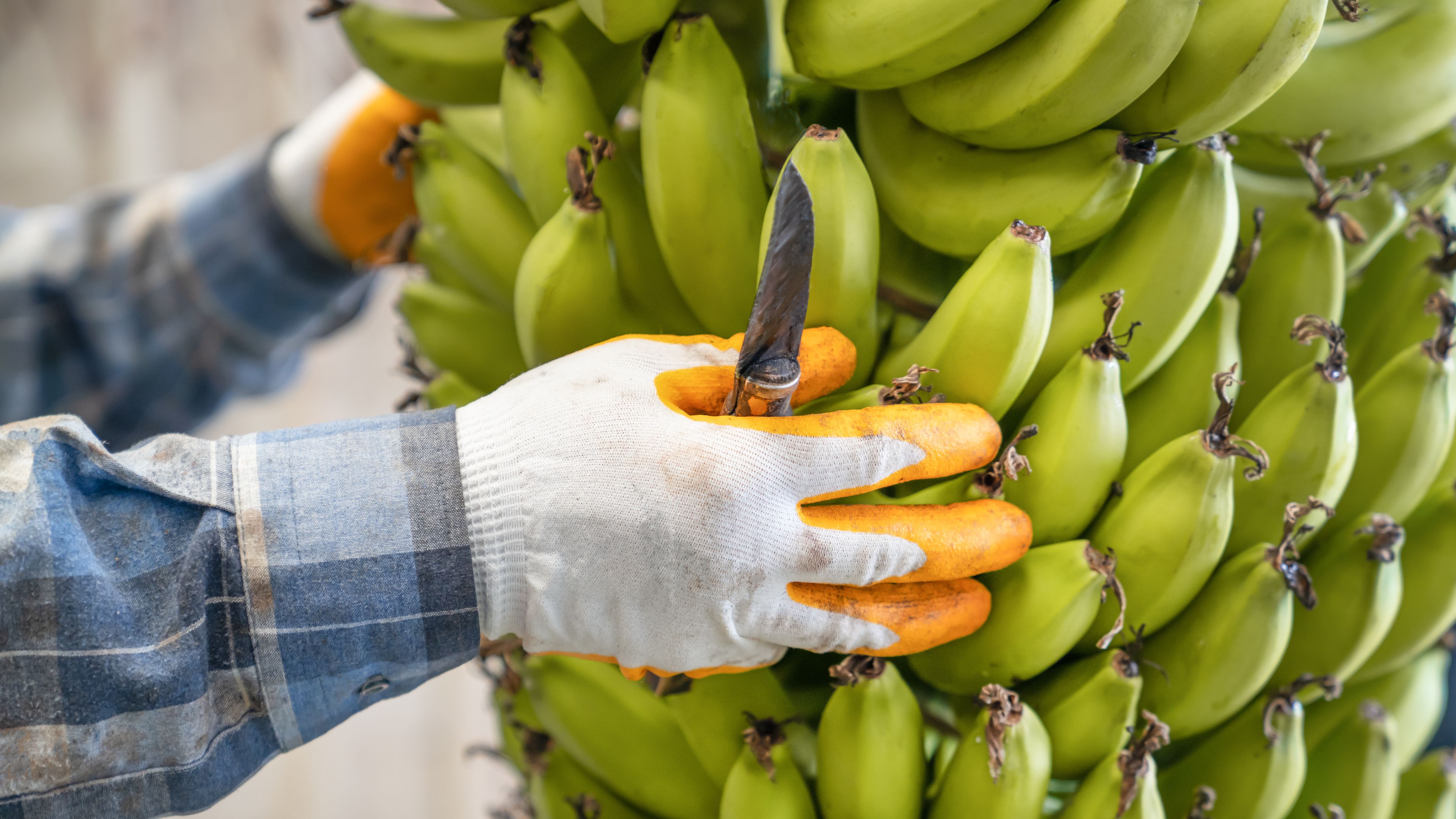 A worker wearing gloves and a plaid shirt is harvesting green bananas from a large bunch using a knife. The bananas are clustered tightly together and appear unripe. The scene emphasizes the agricultural process of banana harvesting.