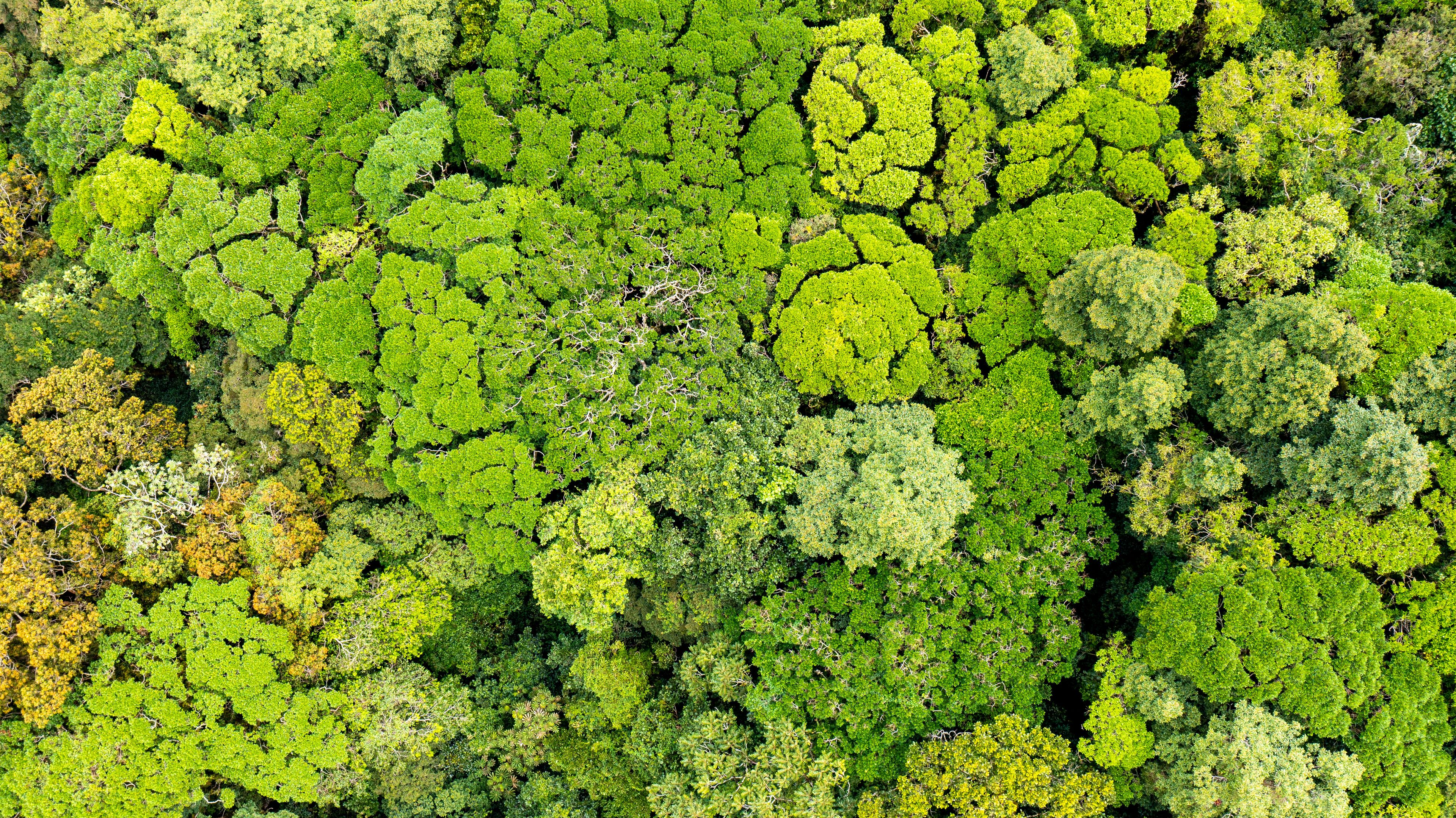 An aerial view of a dense forest with vibrant green treetops displaying various shades. The foliage forms intricate patterns, showcasing the lush vegetation. The scene highlights natural diversity and the expanse of the woodland.