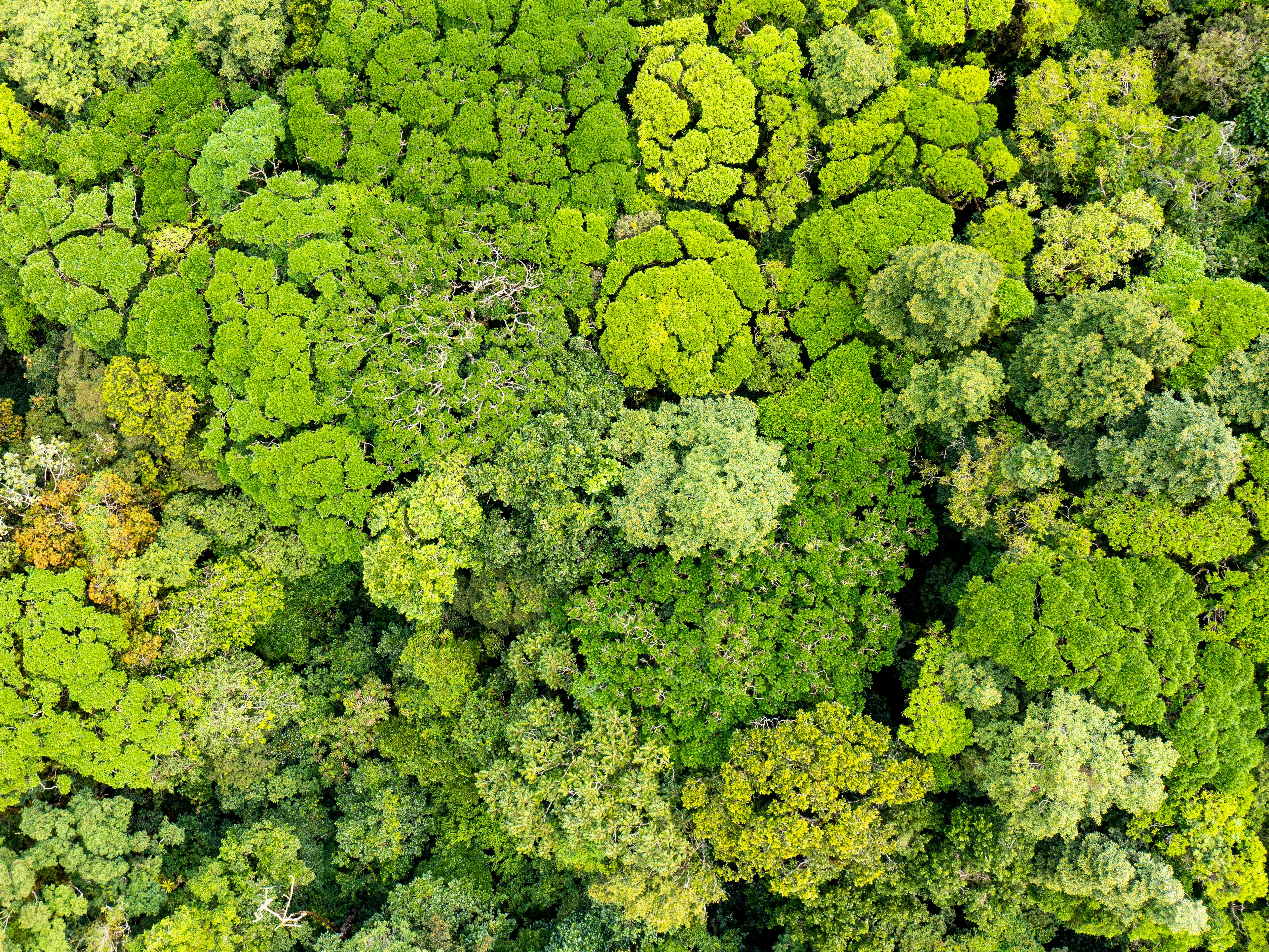 An aerial view of a dense forest with vibrant green treetops displaying various shades. The foliage forms intricate patterns, showcasing the lush vegetation. The scene highlights natural diversity and the expanse of the woodland.