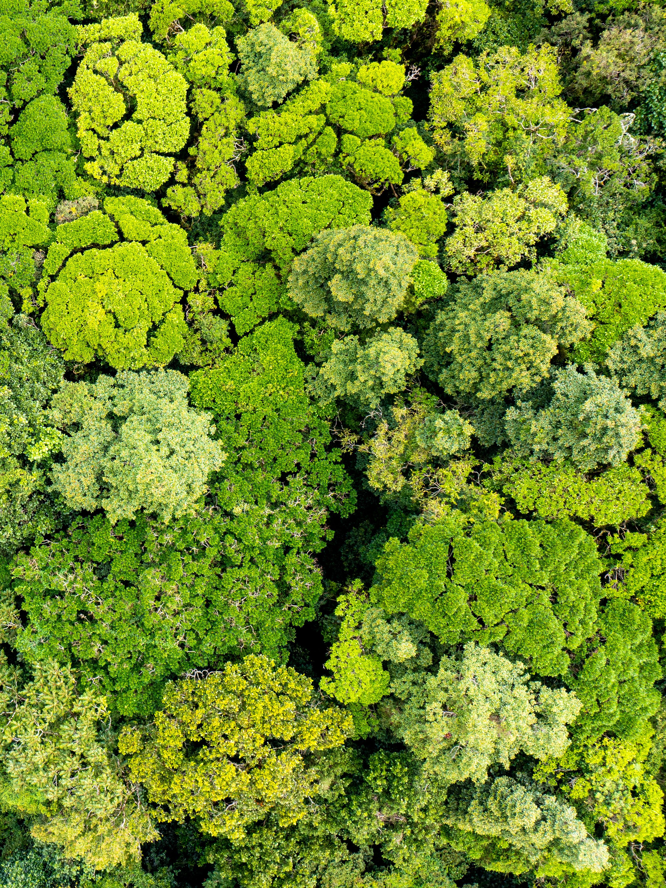 An aerial view of a dense forest with vibrant green treetops displaying various shades. The foliage forms intricate patterns, showcasing the lush vegetation. The scene highlights natural diversity and the expanse of the woodland.