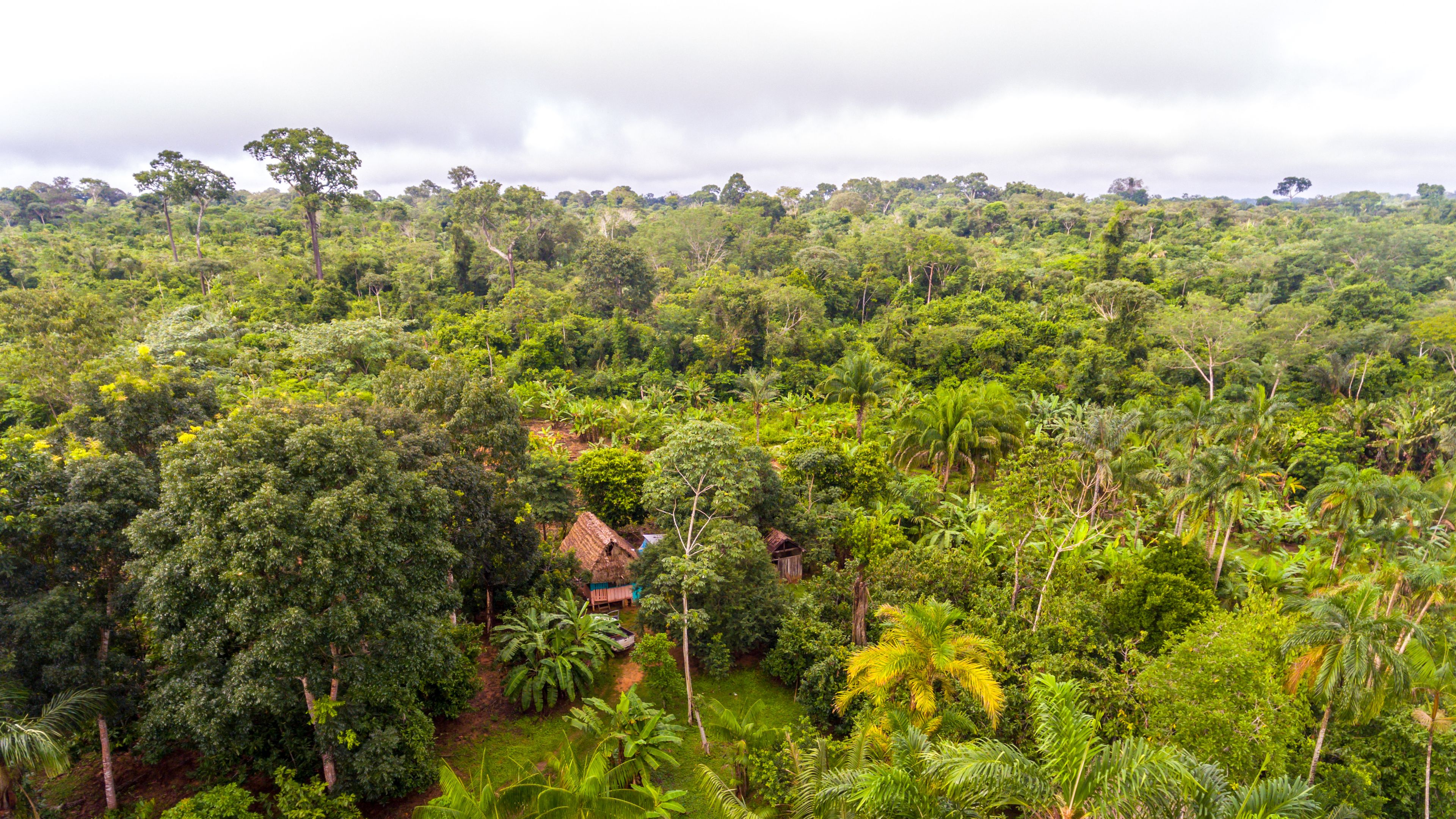 Aerial view of a dense tropical rainforest with vibrant green trees and vegetation. A small hut with a thatched roof is nestled among the trees, partially hidden by the foliage. The sky above is overcast, adding a muted light to the scene.