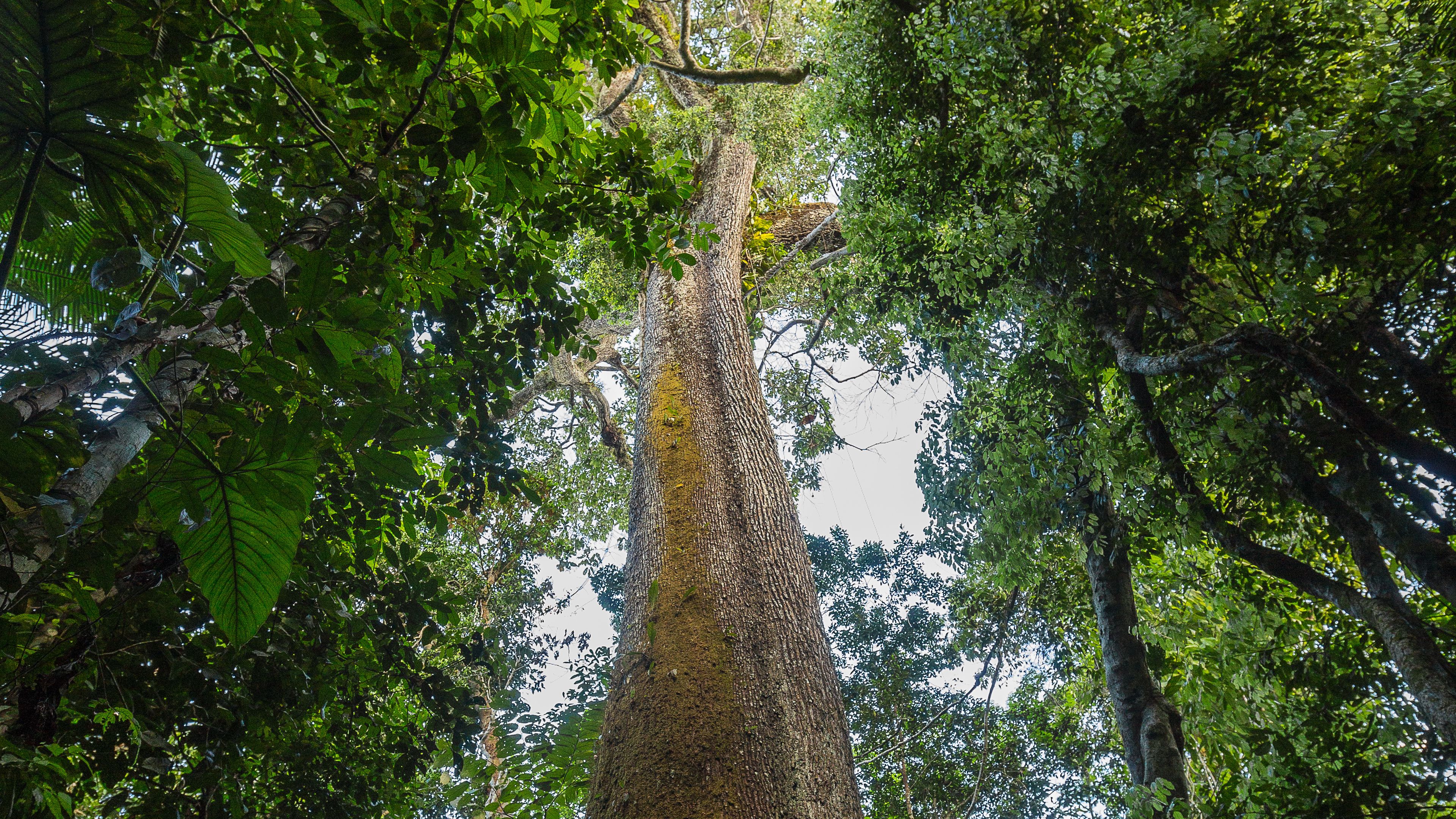 A towering tree in a dense tropical forest, viewed from the base looking upward at its canopy. The tree trunk is thick and covered in moss, surrounded by lush green foliage and other smaller trees. Sunlight filters through the vegetation above.