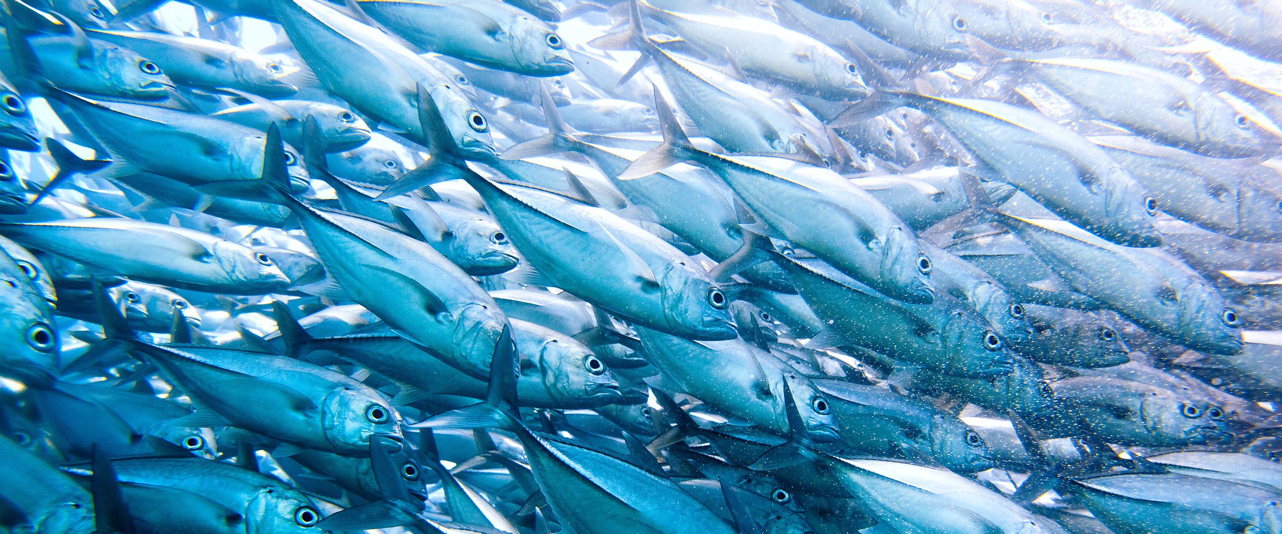 A dense school of silver-blue fish swimming underwater, moving in unison. Sunlight filters through the water, creating a shimmering effect on their scales. The image captures the dynamic movement and natural behavior of marine life.