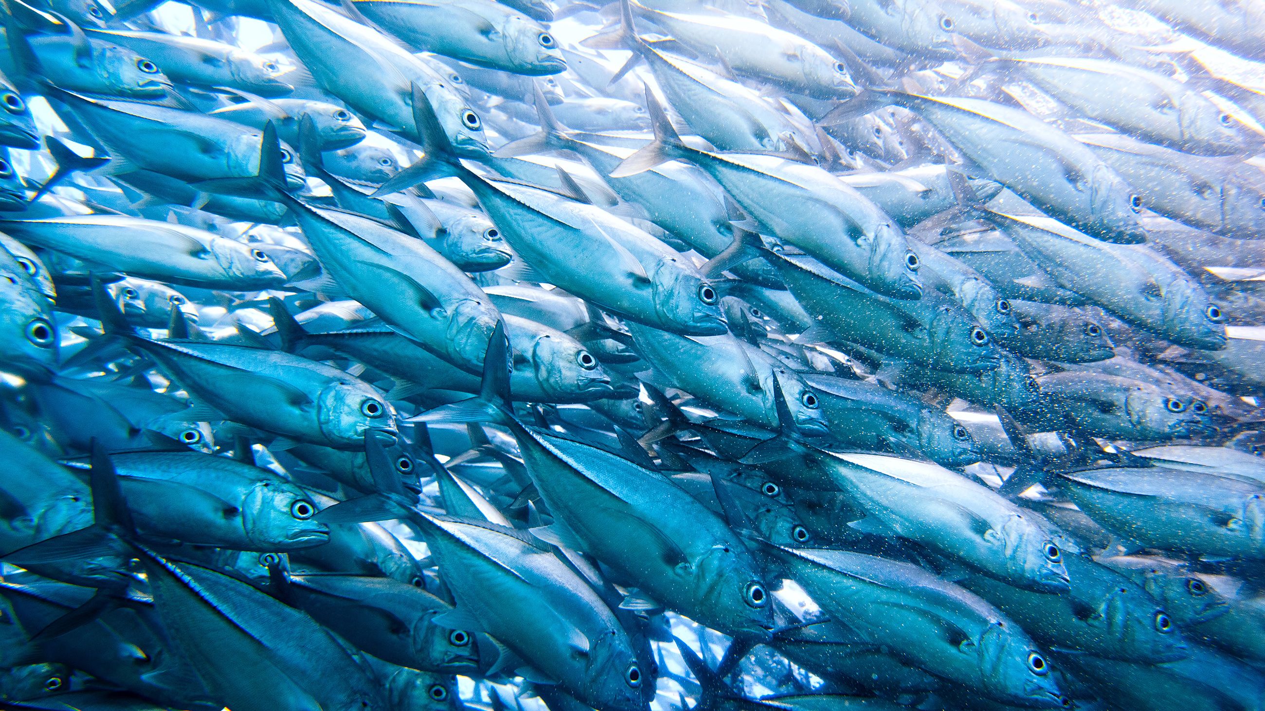 A dense school of silver-blue fish swimming underwater, moving in unison. Sunlight filters through the water, creating a shimmering effect on their scales. The image captures the dynamic movement and natural behavior of marine life.