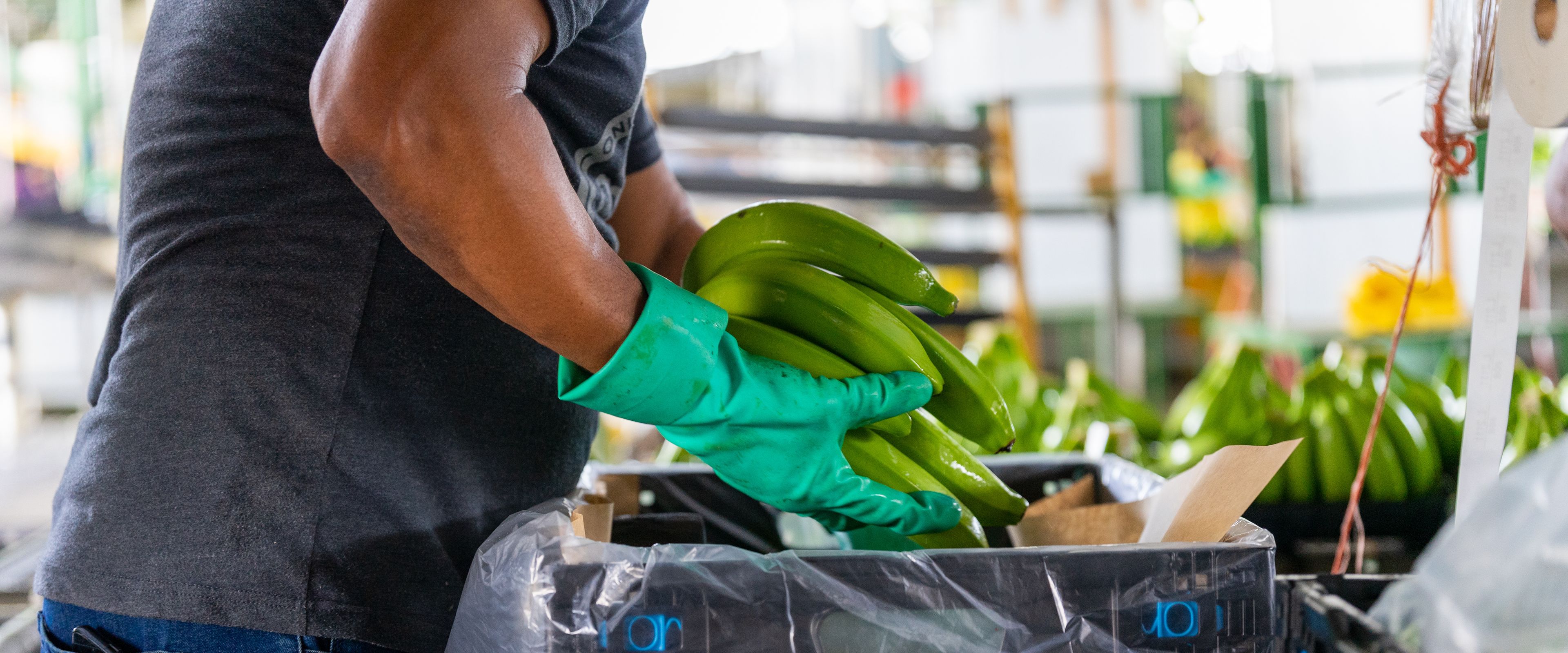 A worker wearing green gloves is packing bunches of green bananas into a plastic-lined box. The scene appears to be in a warehouse or packing facility with visible crates and equipment in the background. The focus is on the worker's hands and the bananas.