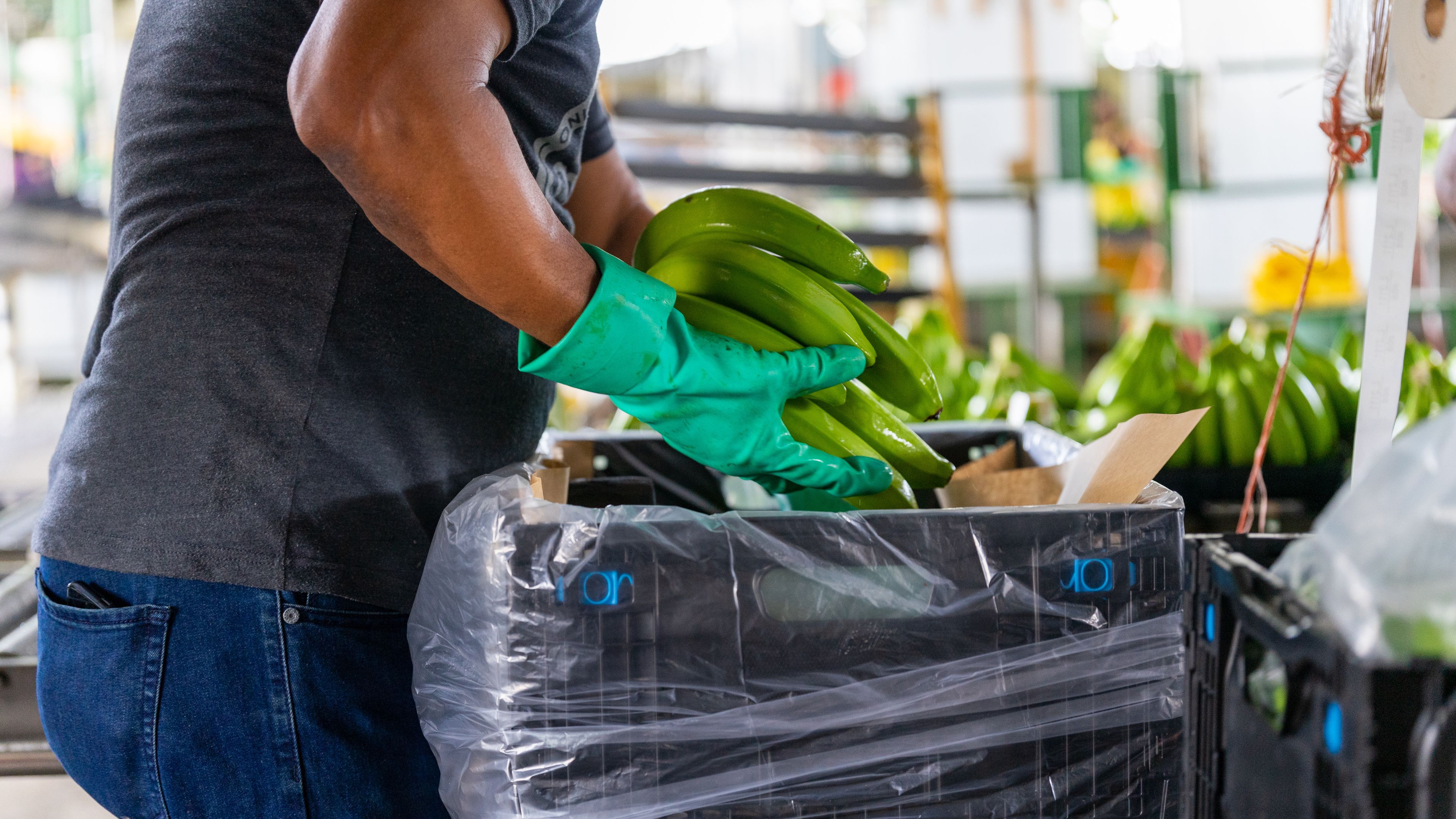 A worker wearing green gloves is packing bunches of green bananas into a plastic-lined box. The scene appears to be in a warehouse or packing facility with visible crates and equipment in the background. The focus is on the worker's hands and the bananas.