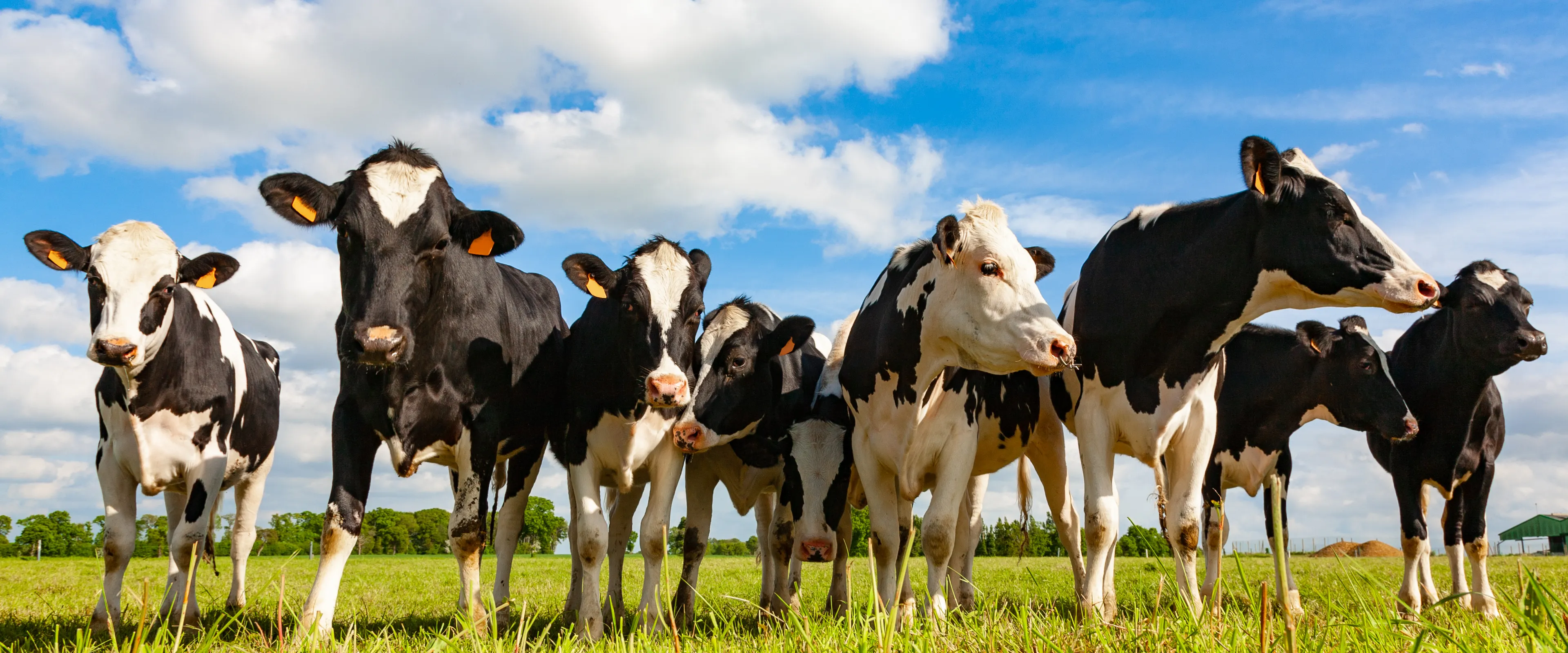 A group of black-and-white Holstein cows stands in a green grassy field under a blue sky with scattered white clouds. The cows appear curious and are looking directly at the camera. Trees and distant farm buildings can be seen in the background.