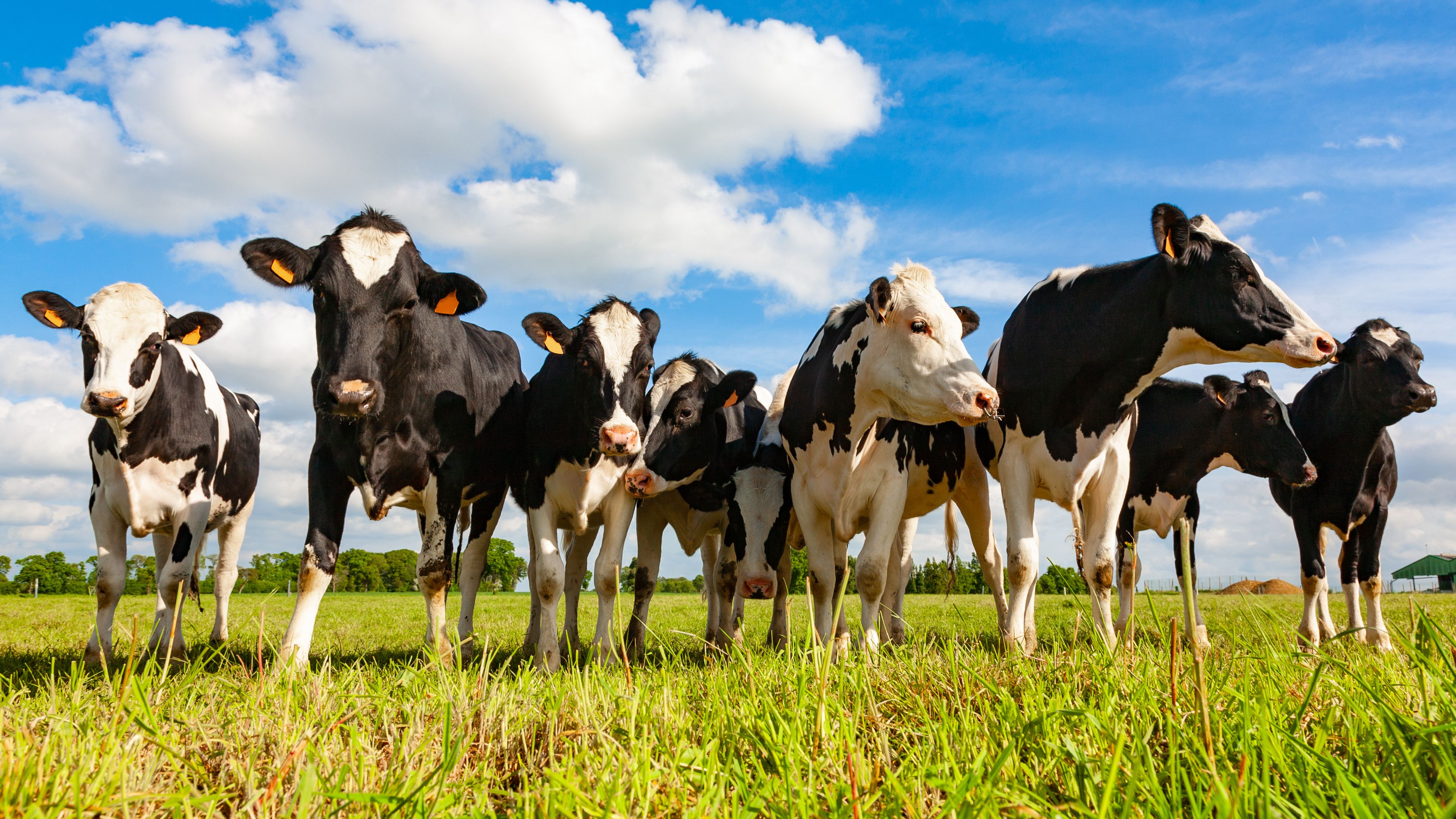 A group of black-and-white Holstein cows stands in a green grassy field under a blue sky with scattered white clouds. The cows appear curious and are looking directly at the camera. Trees and distant farm buildings can be seen in the background.