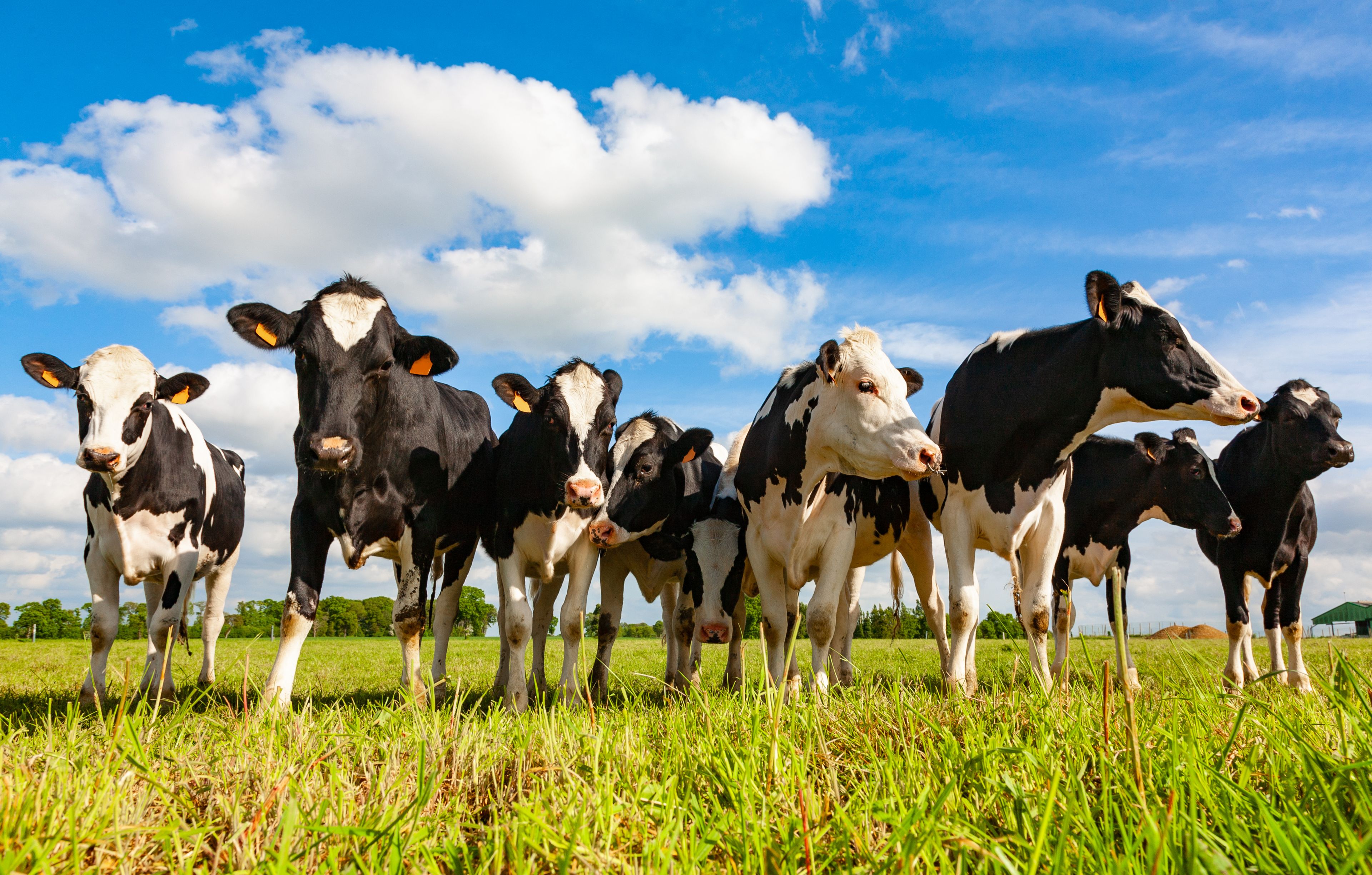A group of black-and-white Holstein cows stands in a green grassy field under a blue sky with scattered white clouds. The cows appear curious and are looking directly at the camera. Trees and distant farm buildings can be seen in the background.