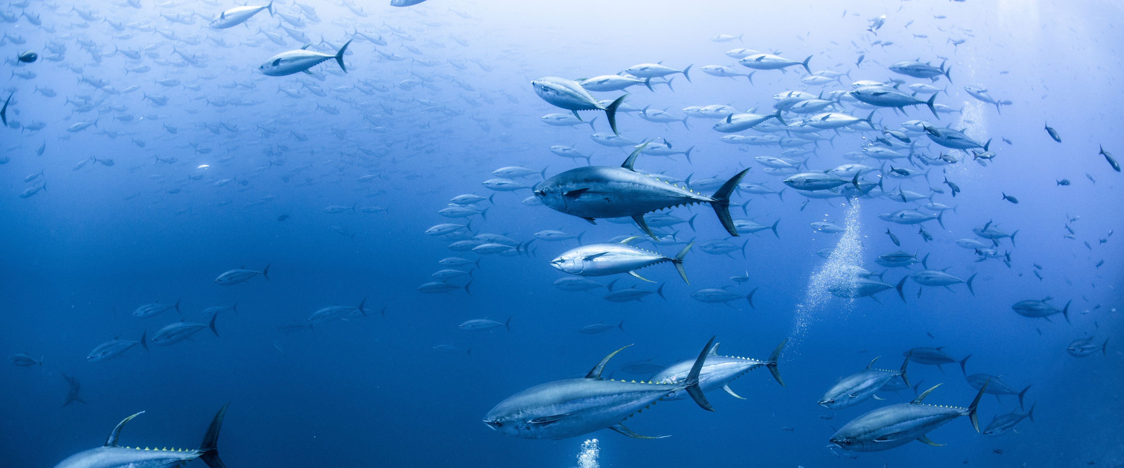A diver swims amidst a large school of tuna in the deep blue ocean. The fish move harmoniously in the vast underwater environment, with bubbles trailing behind the diver. The scene captures the serenity and abundance of marine life.