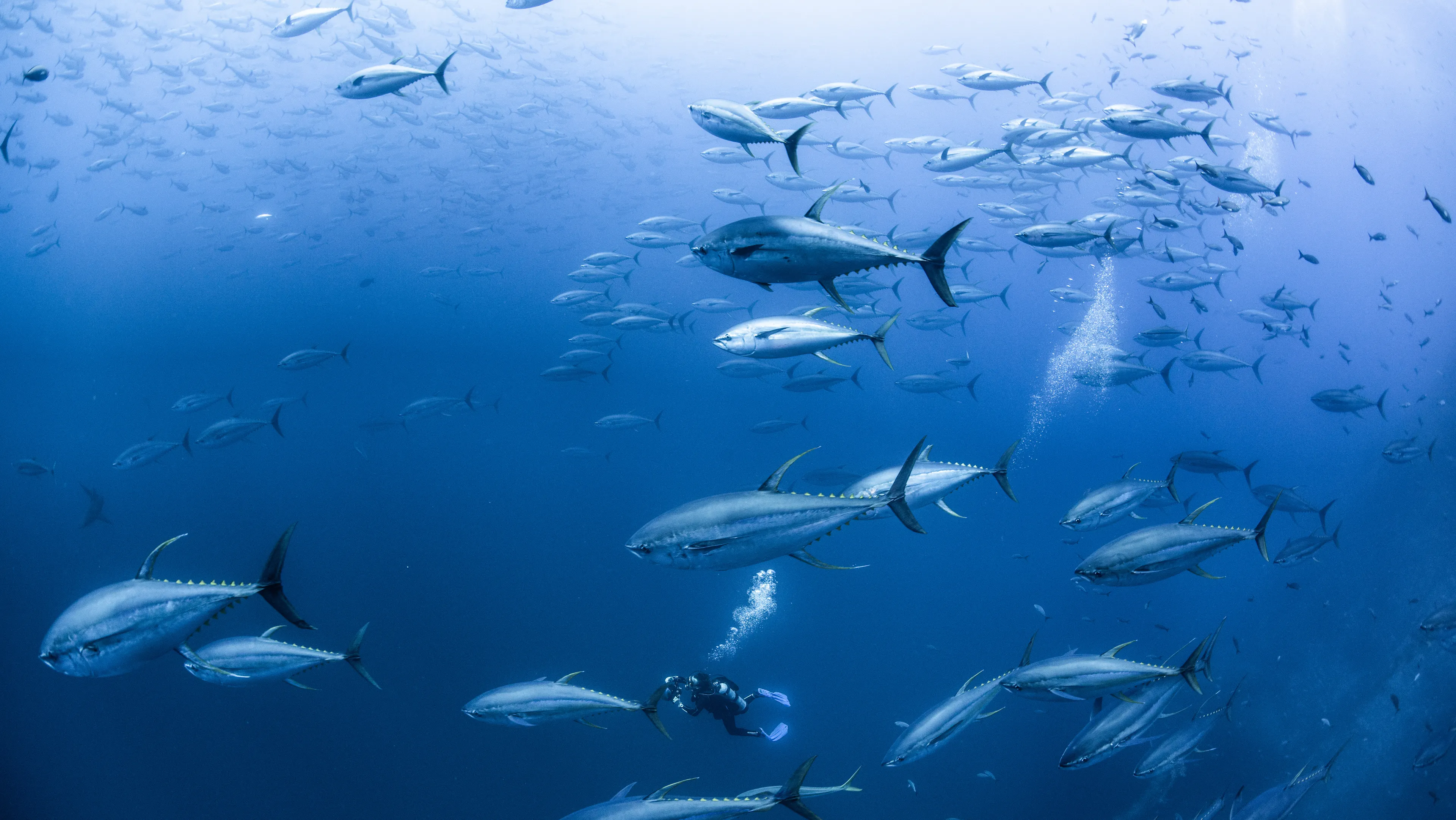 A diver swims amidst a large school of tuna in the deep blue ocean. The fish move harmoniously in the vast underwater environment, with bubbles trailing behind the diver. The scene captures the serenity and abundance of marine life.