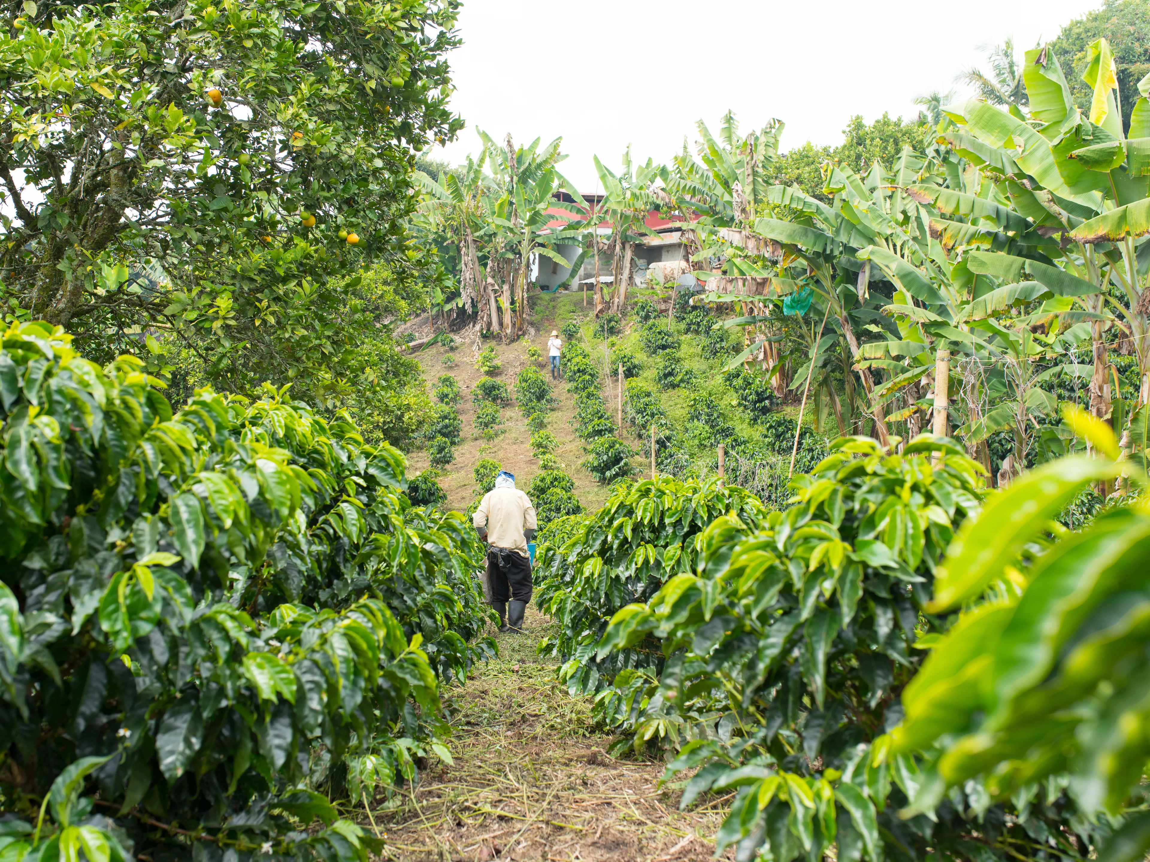A lush coffee plantation with rows of green coffee plants stretching into the distance. Two workers are visible, one walking between the rows and another in the background. Surrounding the plantation are additional tropical plants and trees.