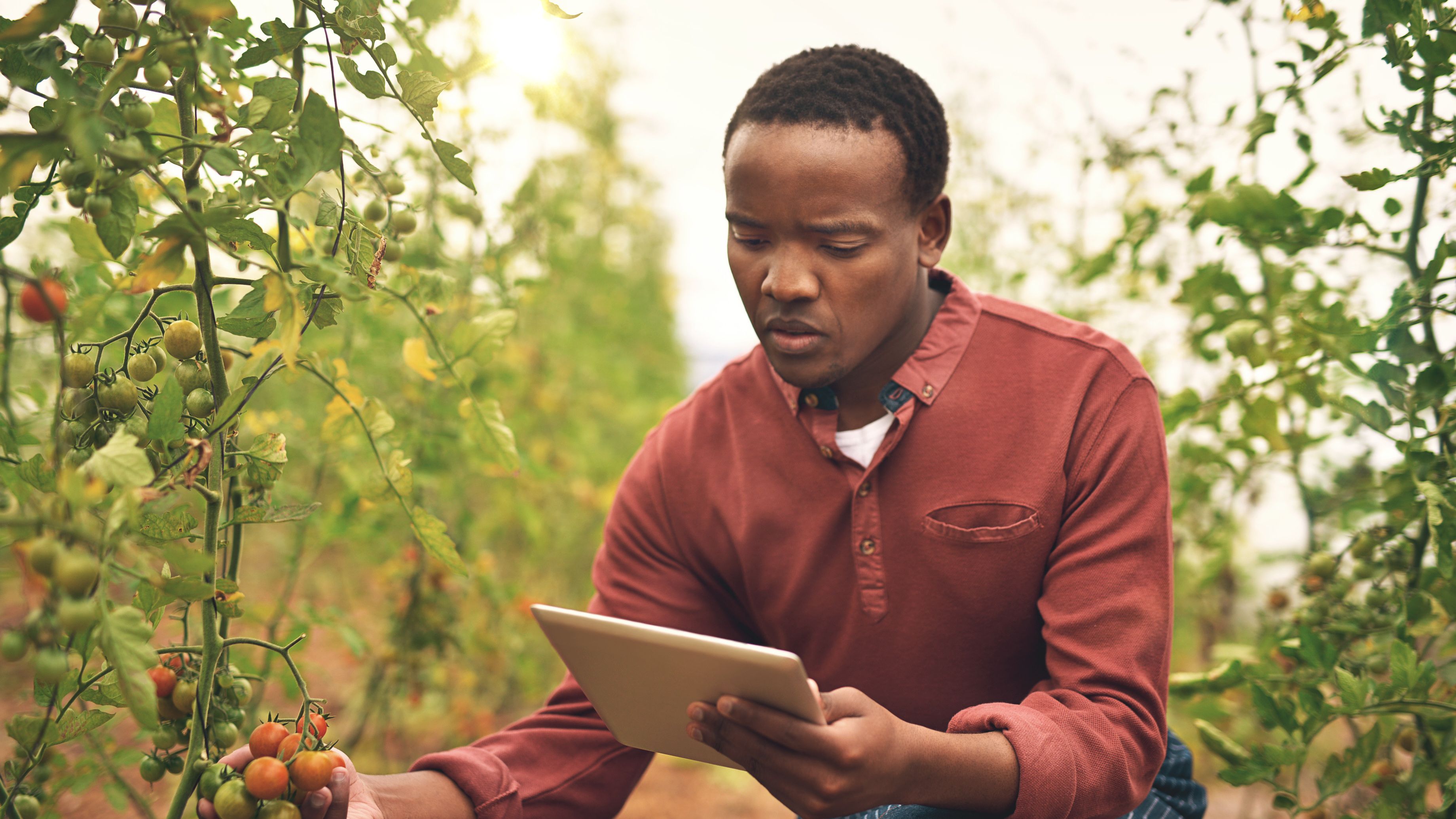 A person is examining a tomato plant in a greenhouse while holding a tablet. They appear to be inspecting the ripeness of the tomatoes, potentially using technology for agricultural purposes. The environment is filled with lush green plants.