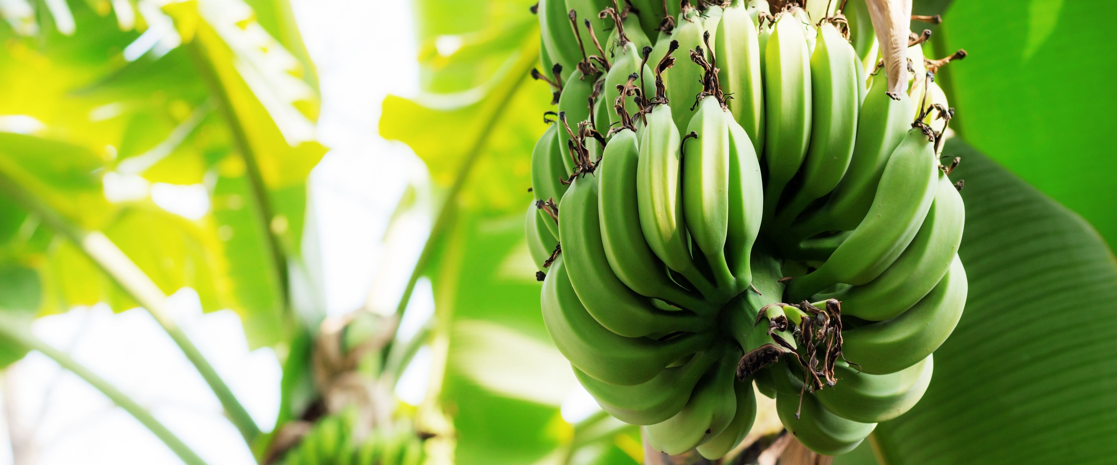 A bunch of unripe green bananas growing on a banana tree, surrounded by large, vibrant green leaves. The sunlight filters through the foliage, creating a lush and tropical atmosphere.