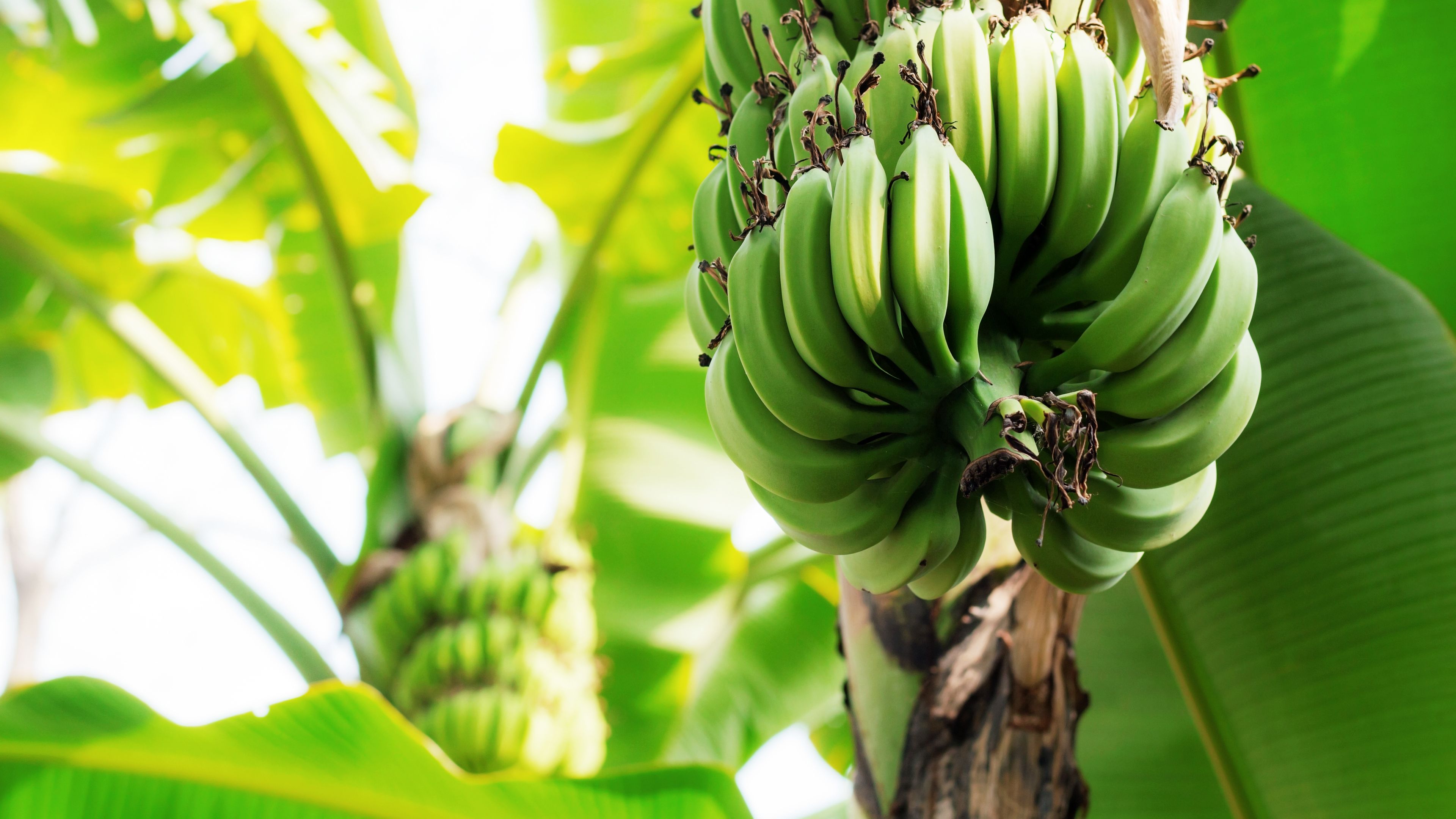A bunch of unripe green bananas growing on a banana tree, surrounded by large, vibrant green leaves. The sunlight filters through the foliage, creating a lush and tropical atmosphere.