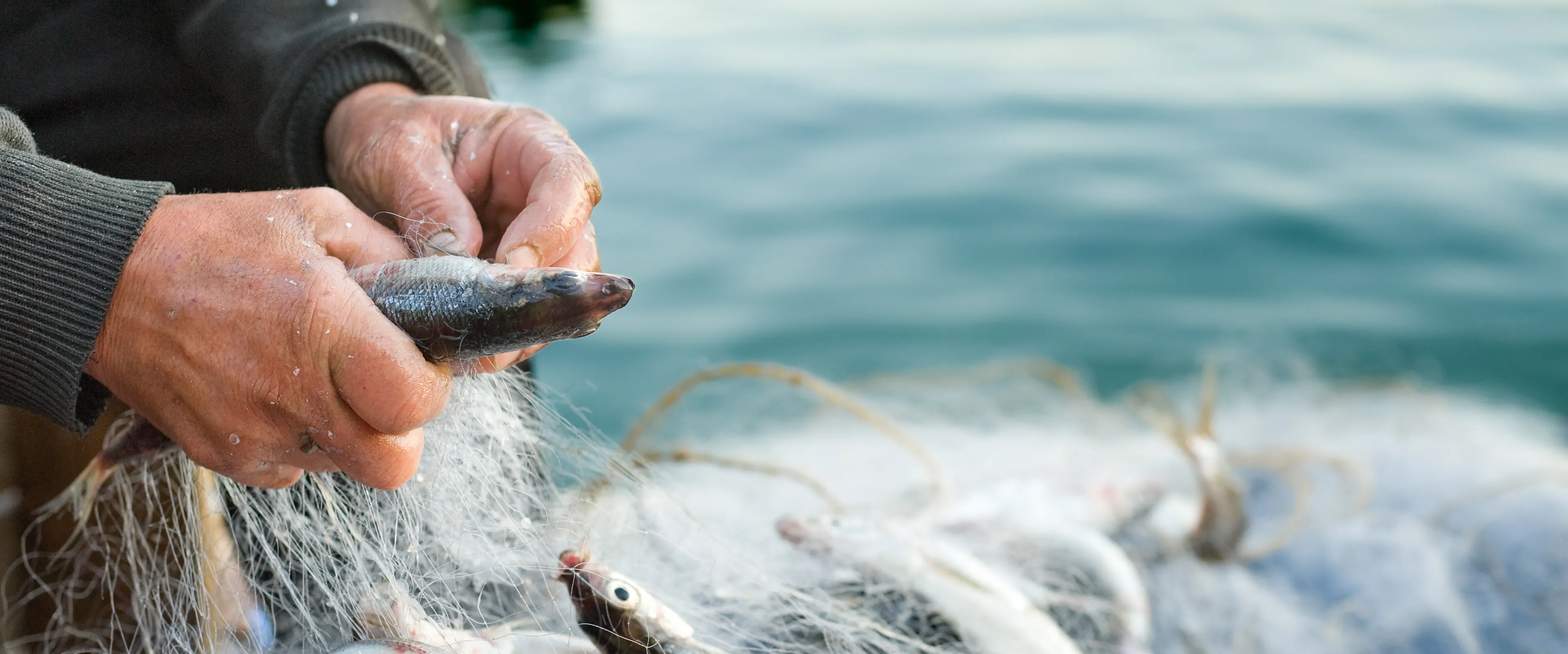 A person untangling fish from a fishing net near a body of water. The net holds several fish, and the surrounding water suggests a marine or lake environment. The hands appear to be handling the fish with care.