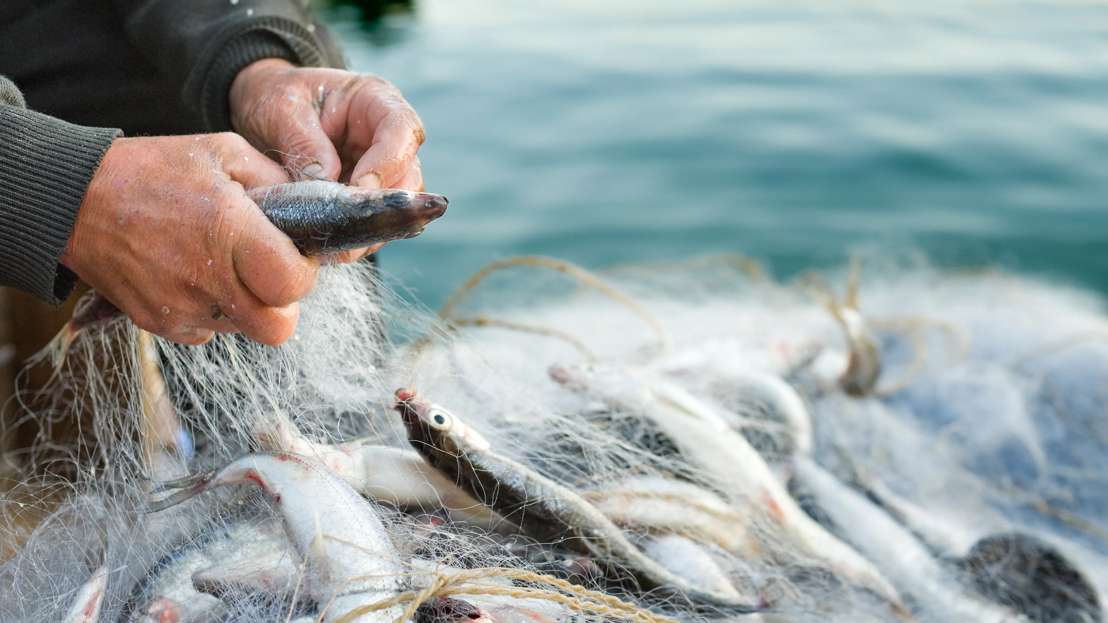 A person untangling fish from a fishing net near a body of water. The net holds several fish, and the surrounding water suggests a marine or lake environment. The hands appear to be handling the fish with care.