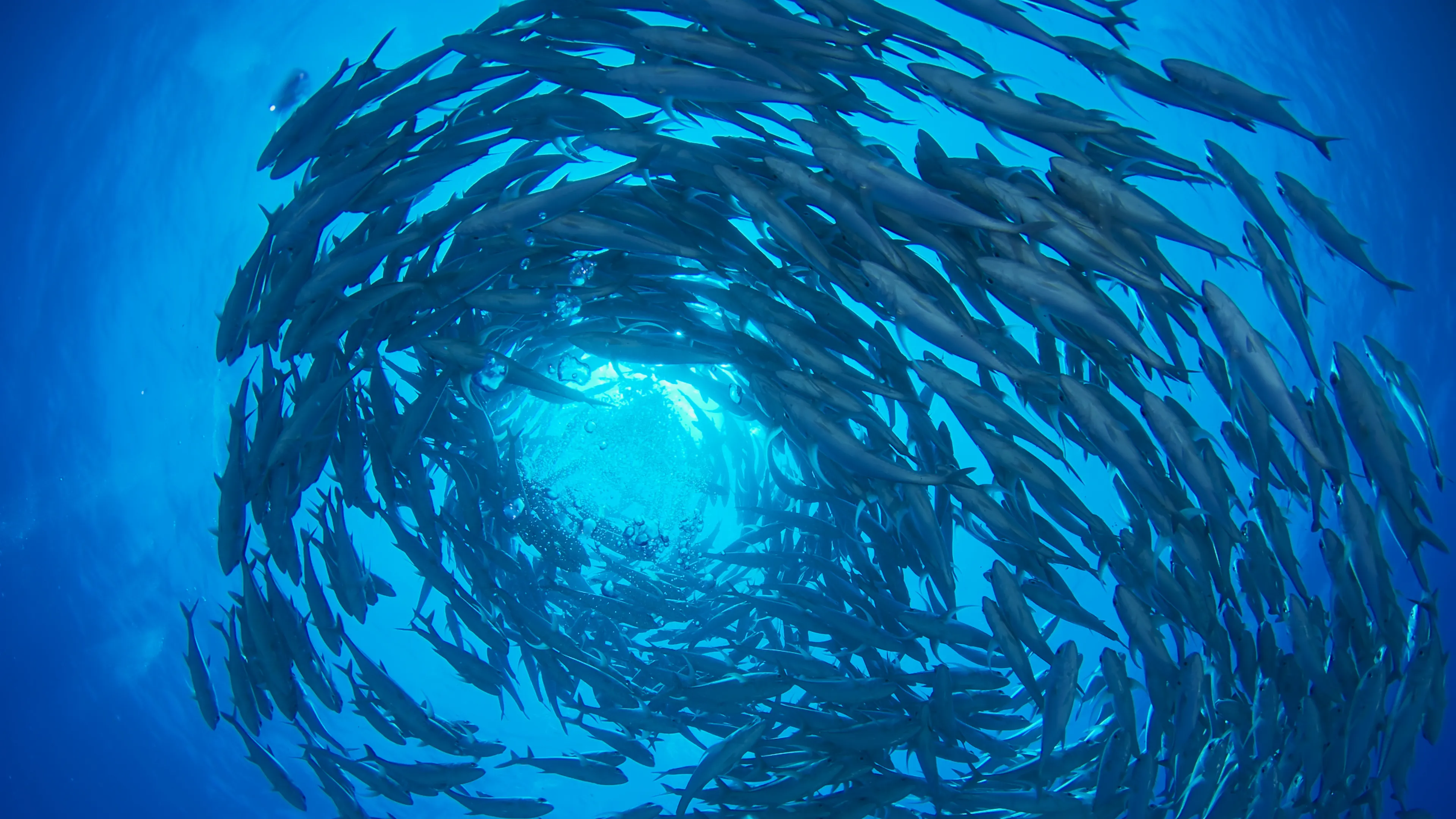 A large school of fish swims in a circular pattern underwater, creating a mesmerizing vortex-like formation. Sunlight penetrates through the clear blue water, illuminating the scene. The image captures the dynamic movement and harmony of marine life.