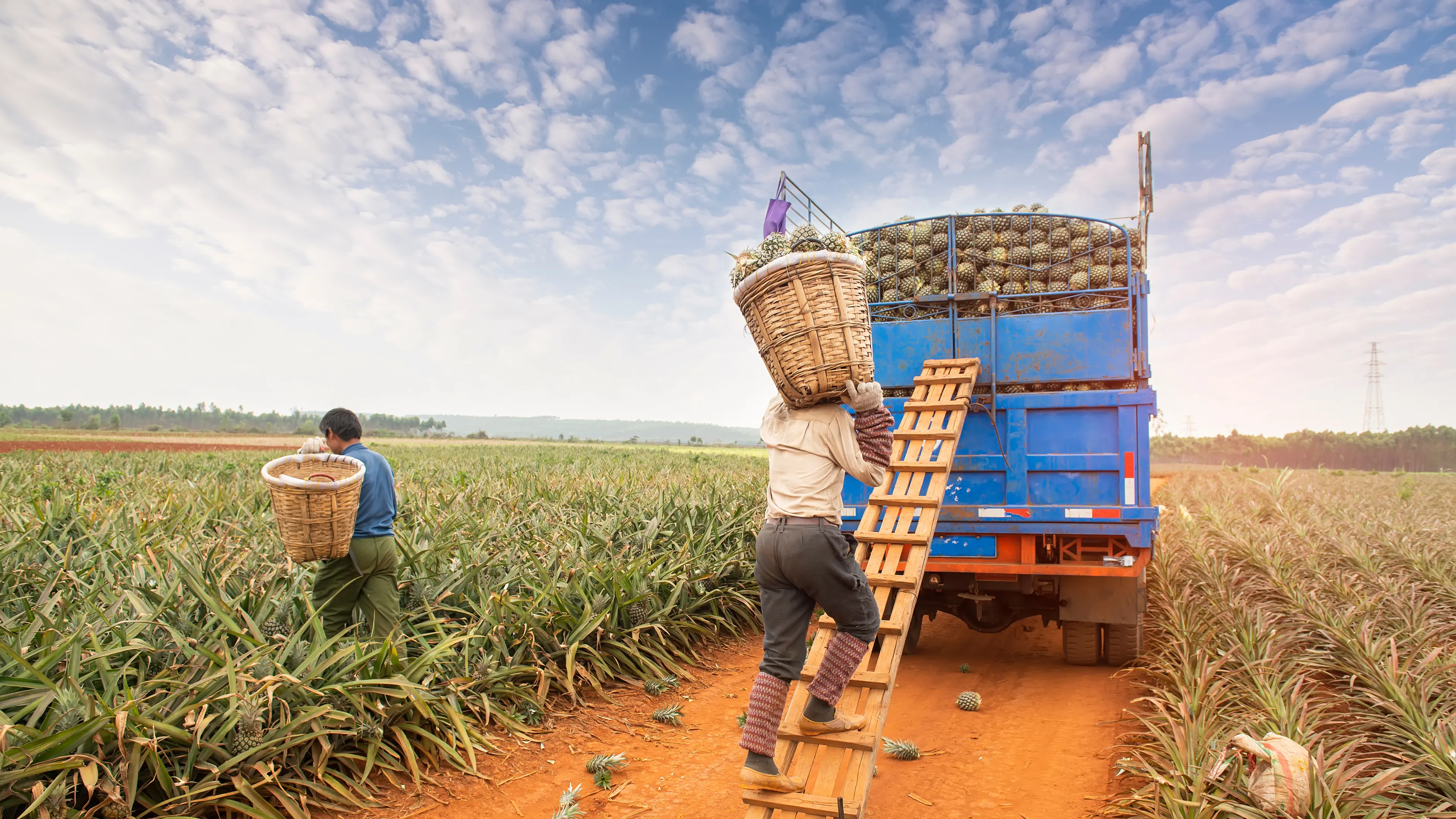 Workers are harvesting pineapples in a field under a partly cloudy sky. One person climbs a wooden ladder to a truck, carrying a basket filled with pineapples, while another gathers more in the field. The truck is loaded with baskets of harvested pineapples.