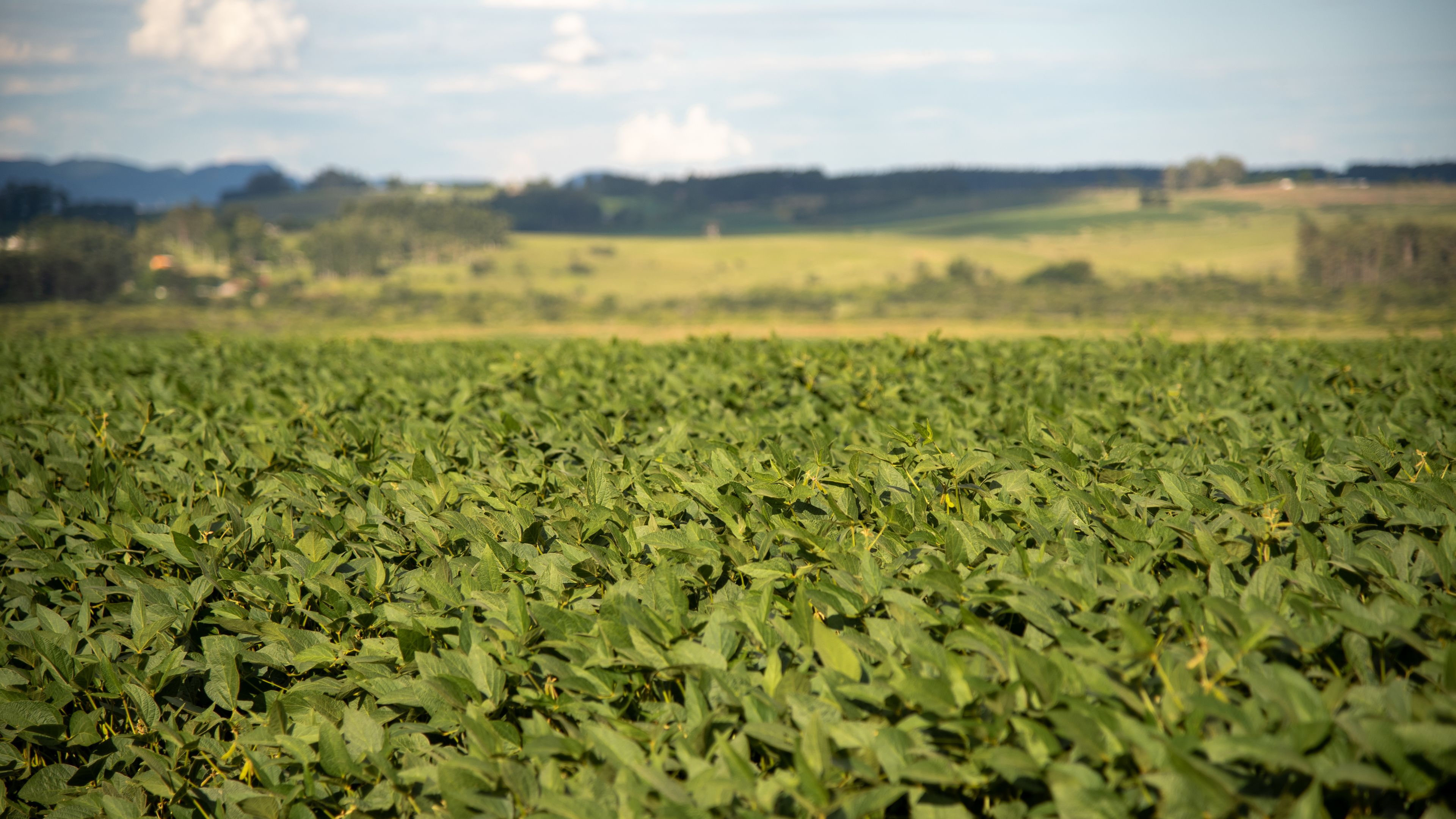A vast green soybean field stretches toward the horizon under a partly cloudy sky. The landscape includes distant hills and trees that frame the scene. The field appears lush and uniform in growth.