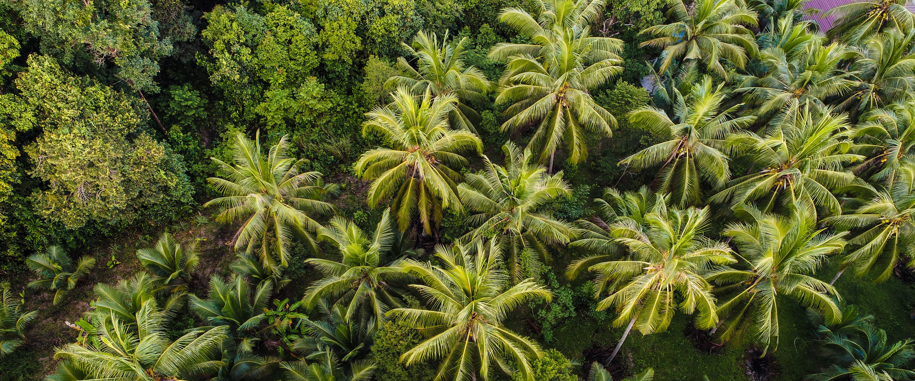 A top-down view of a lush grove of tall palm trees surrounded by dense greenery. The vibrant green foliage creates a tropical, forest-like atmosphere.