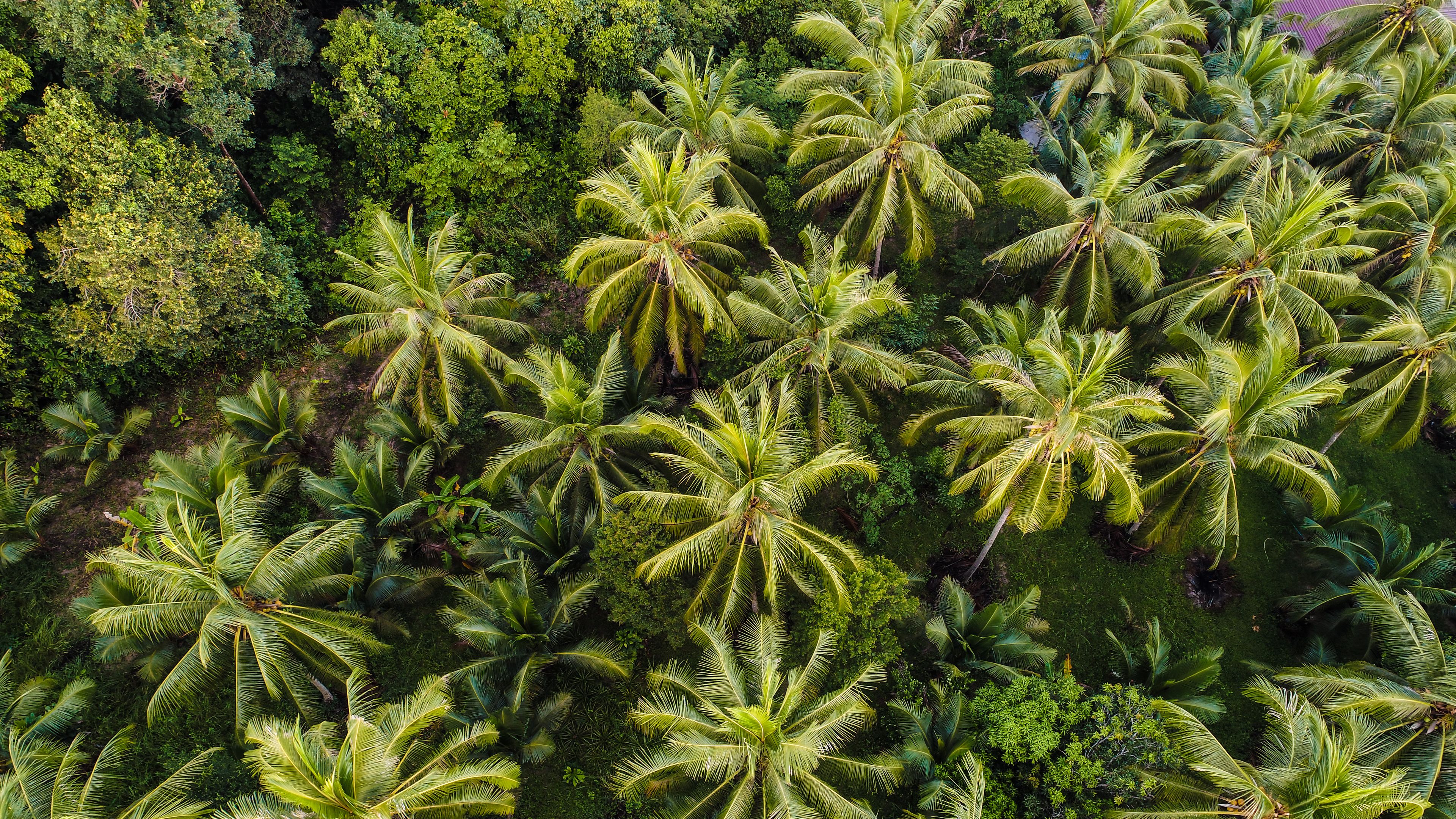 A top-down view of a lush grove of tall palm trees surrounded by dense greenery. The vibrant green foliage creates a tropical, forest-like atmosphere.