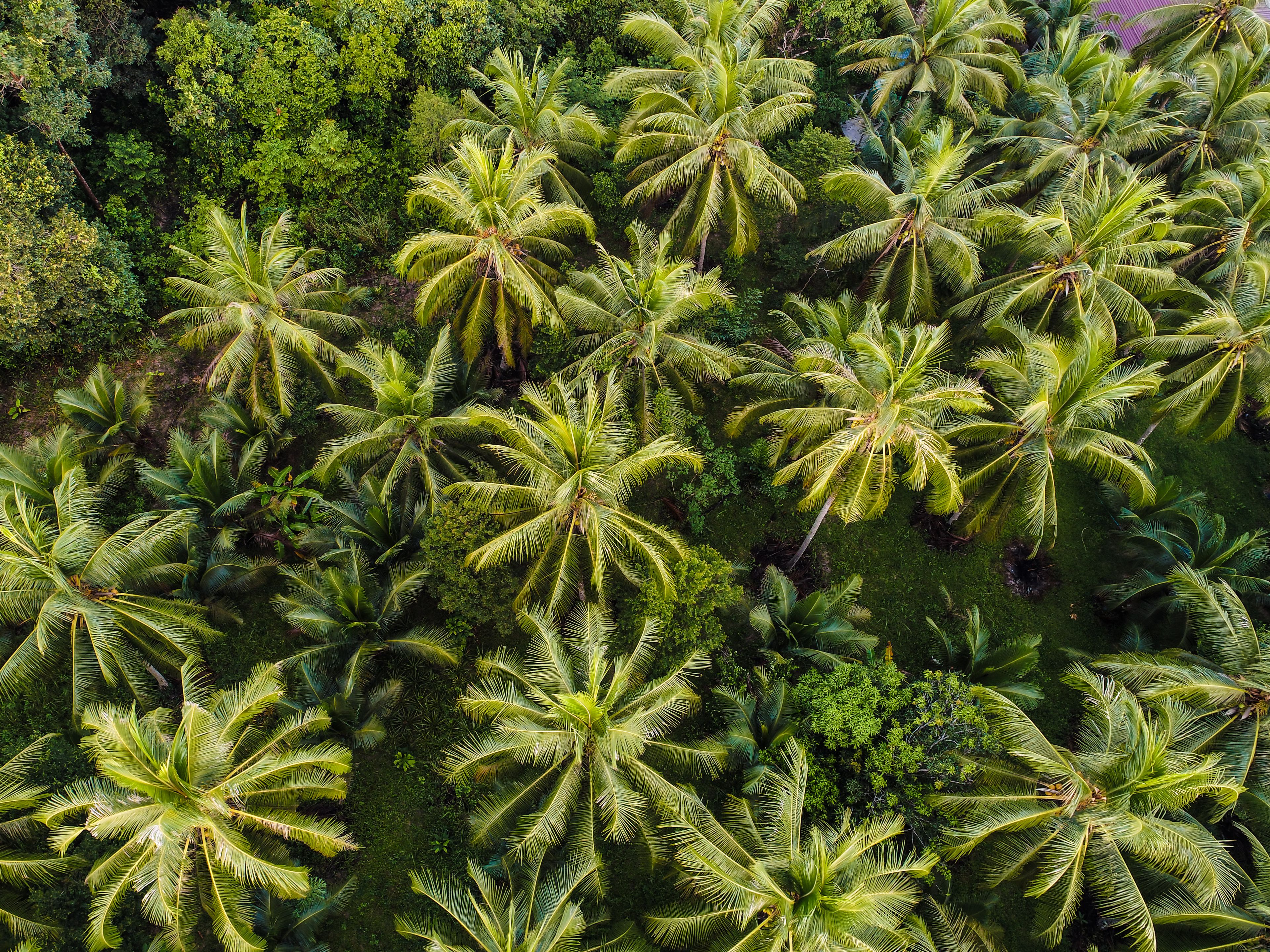A top-down view of a lush grove of tall palm trees surrounded by dense greenery. The vibrant green foliage creates a tropical, forest-like atmosphere.