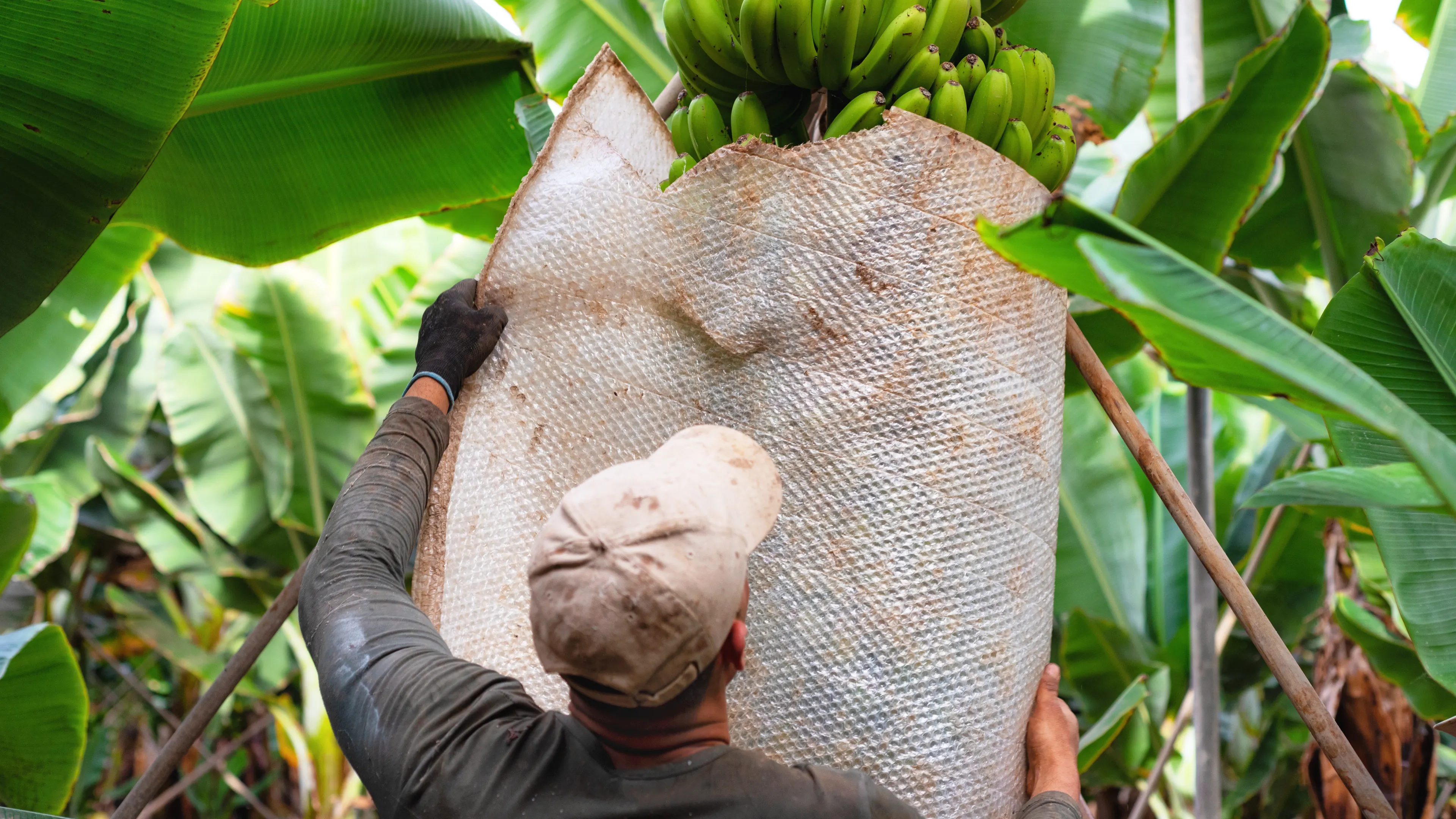 A worker is shown harvesting bananas in a plantation, using a protective covering to secure a large, green bunch of bananas. The scene is surrounded by lush green banana leaves. The person is wearing a cap and gloves for safety.