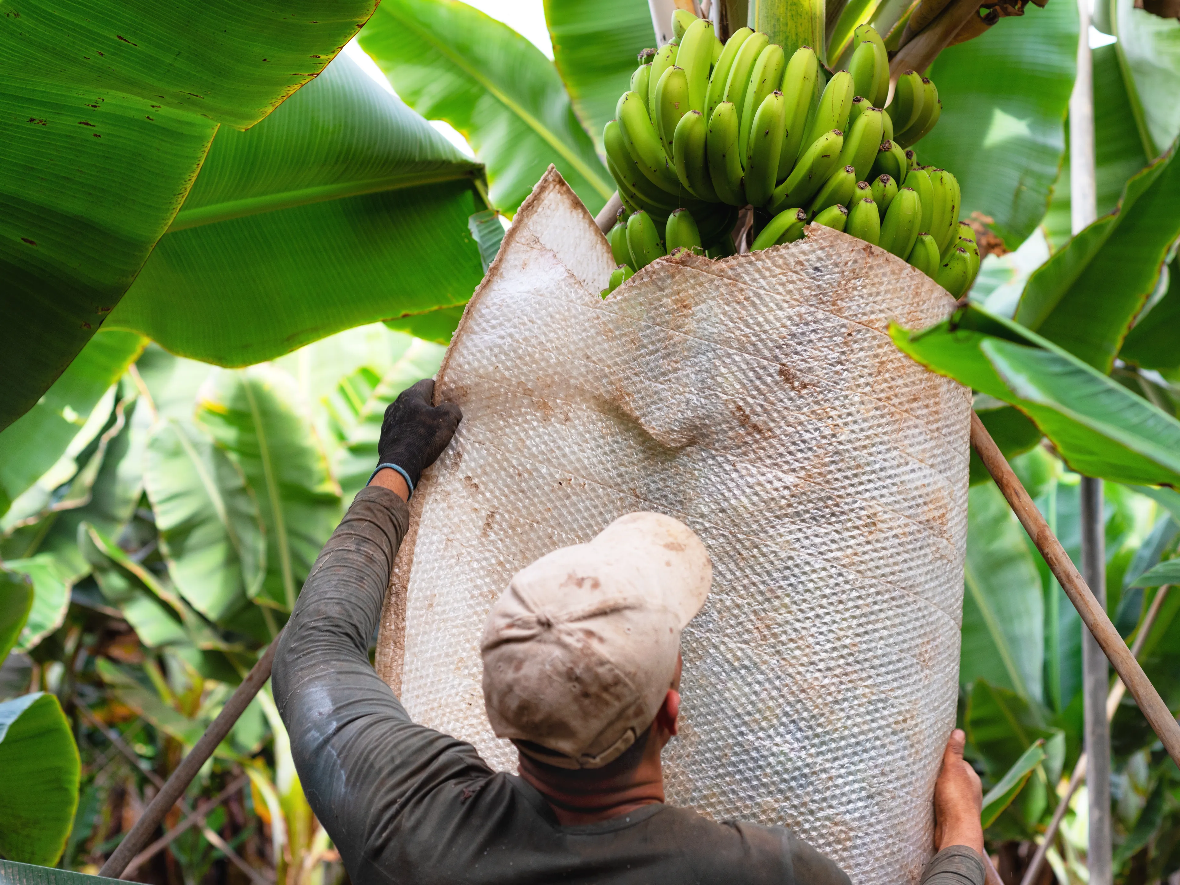 A worker is shown harvesting bananas in a plantation, using a protective covering to secure a large, green bunch of bananas. The scene is surrounded by lush green banana leaves. The person is wearing a cap and gloves for safety.