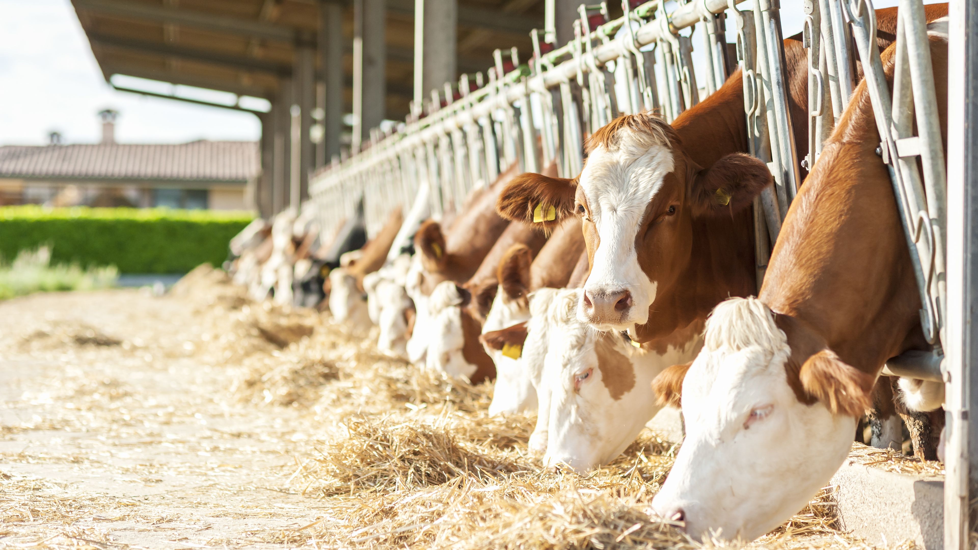 Cows eating hay lined up in a covered barn area with feeding troughs. The shelter has a roof supported by large beams, and the background features greenery and buildings. The scene reflects a typical farm setting.