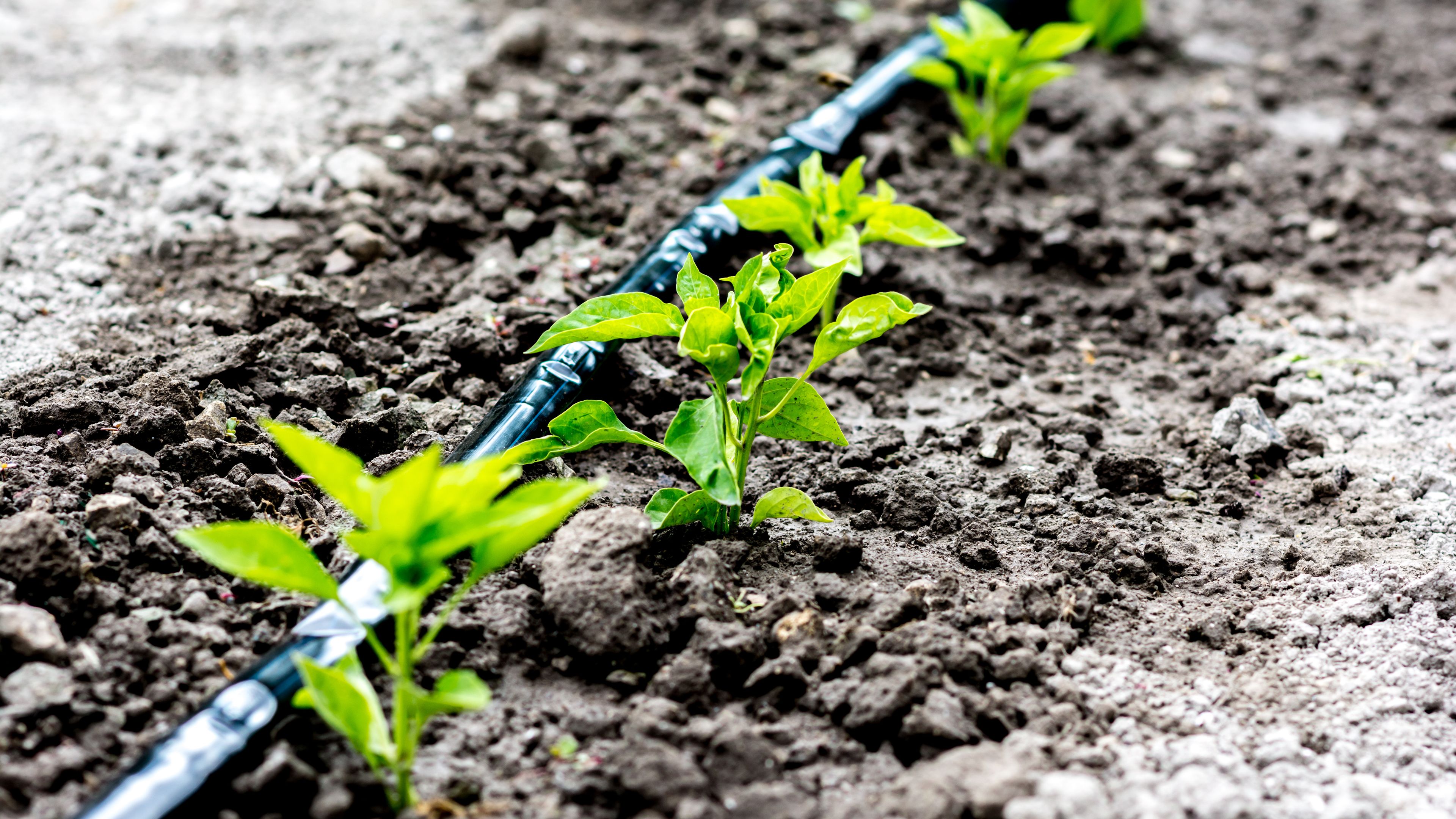 Young plants growing in soil next to a drip irrigation system. The black hose provides targeted water to the plants, promoting efficient growth. The scene highlights sustainable agricultural practices.