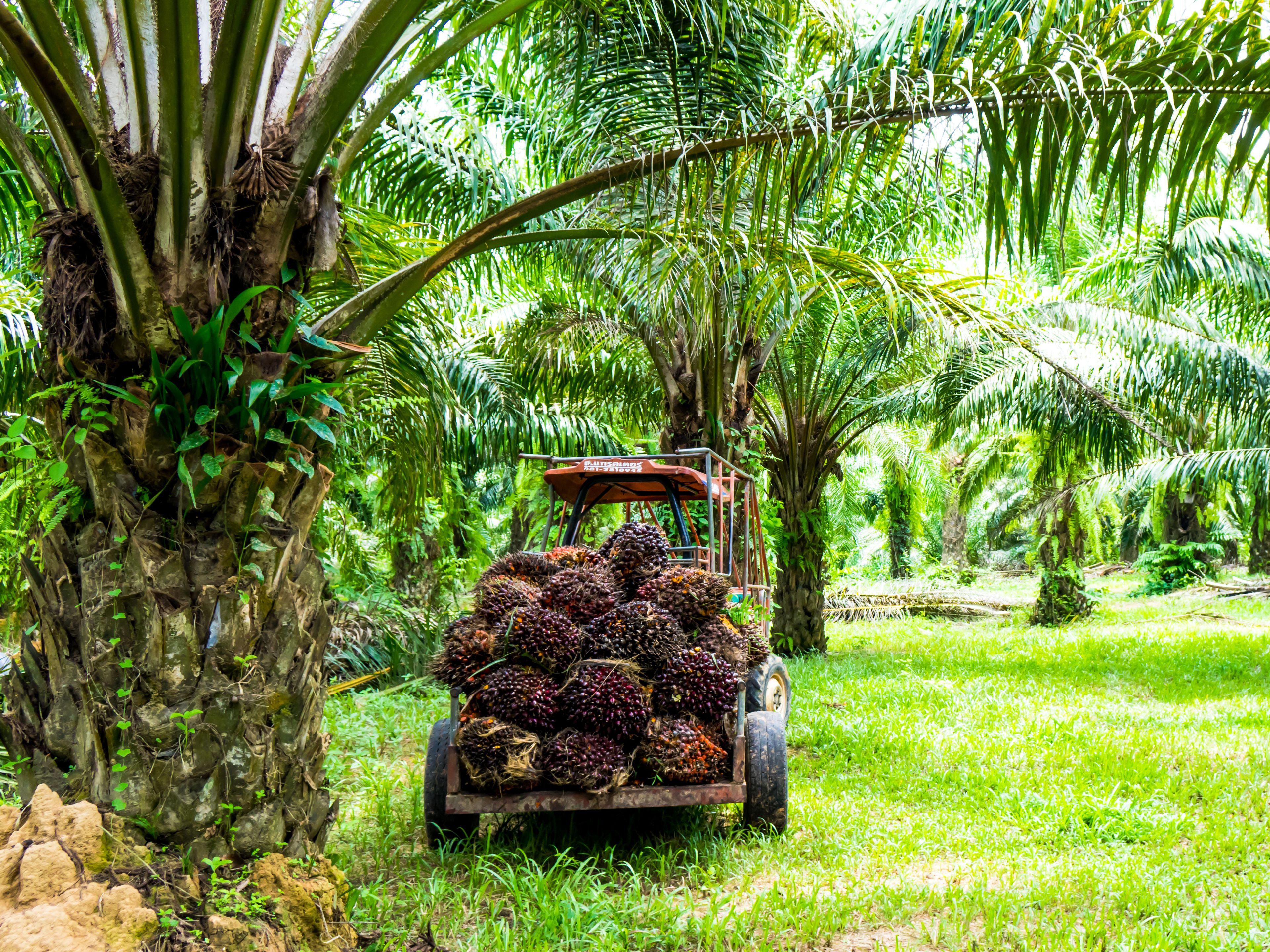 A tractor with a trailer full of harvested oil palm fruit bunches is parked in the middle of a lush palm plantation. Tall palm trees with dense green fronds surround the area. The setting appears bright and sunny.